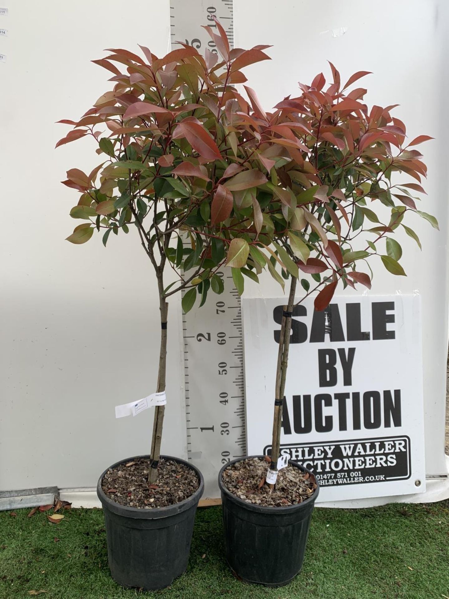 A PAIR OF STANDARD PHOTINIA FRASERI RED ROBIN TREES 140CM TALL IN A 10 LTR POT TO BE SOLD FOR THE