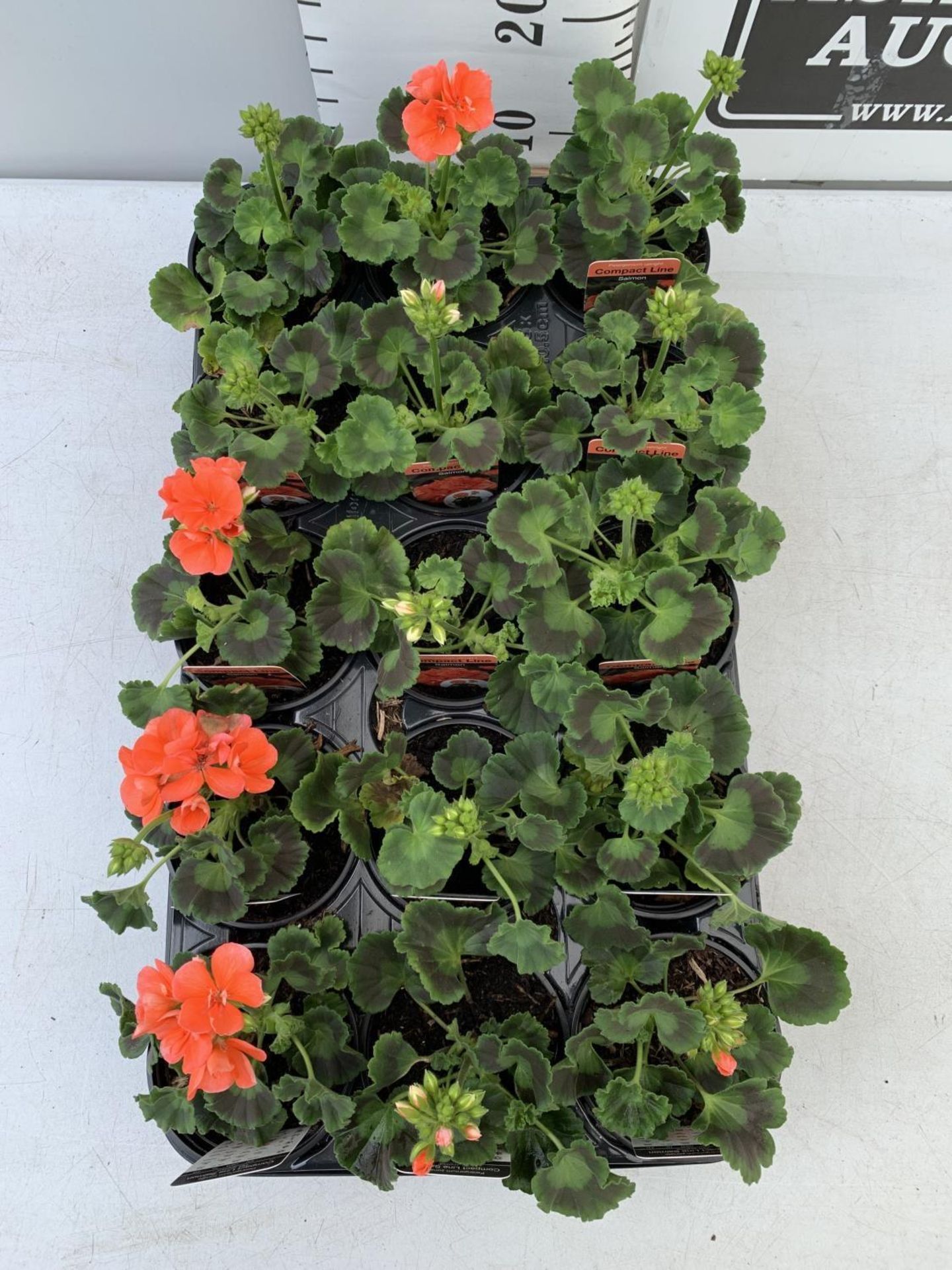 FIFTEEN PELARGONIUM UPRIGHT IN SALMON BASKET PLANTS IN P9 POTS PLUS VAT TO BE SOLD FOR THE FIFTEEN - Image 2 of 4