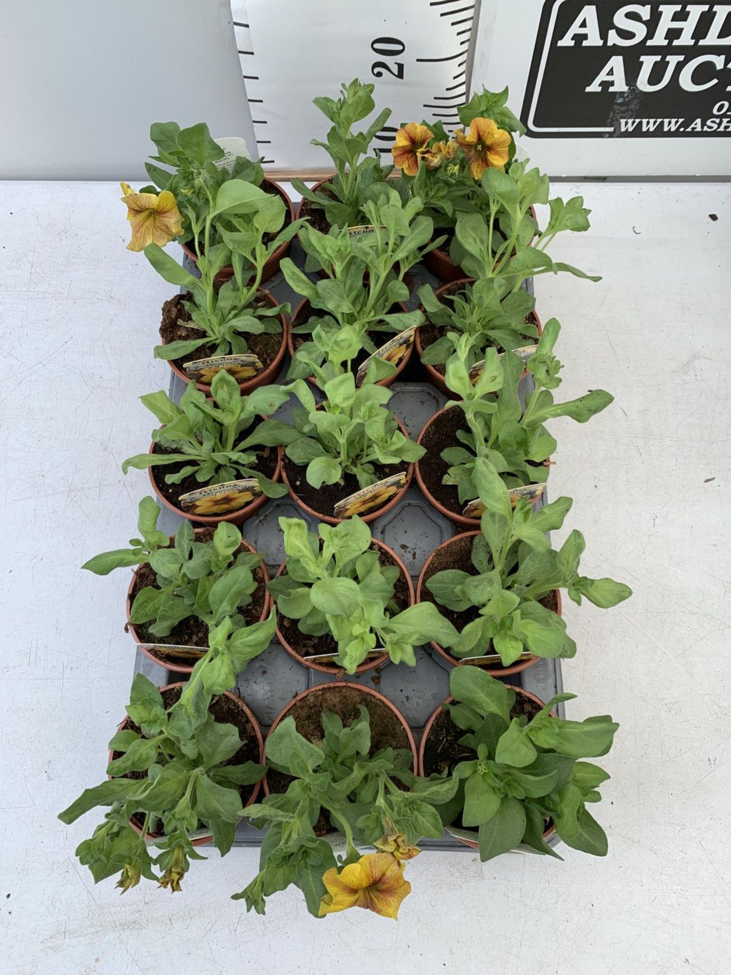 FIFTEEN PETCHOA CARAMEL YELLOW BASKET PLANTS IN P9 POTS PLUS VAT TO BE SOLD FOR THE FIFTEEN - Image 3 of 8