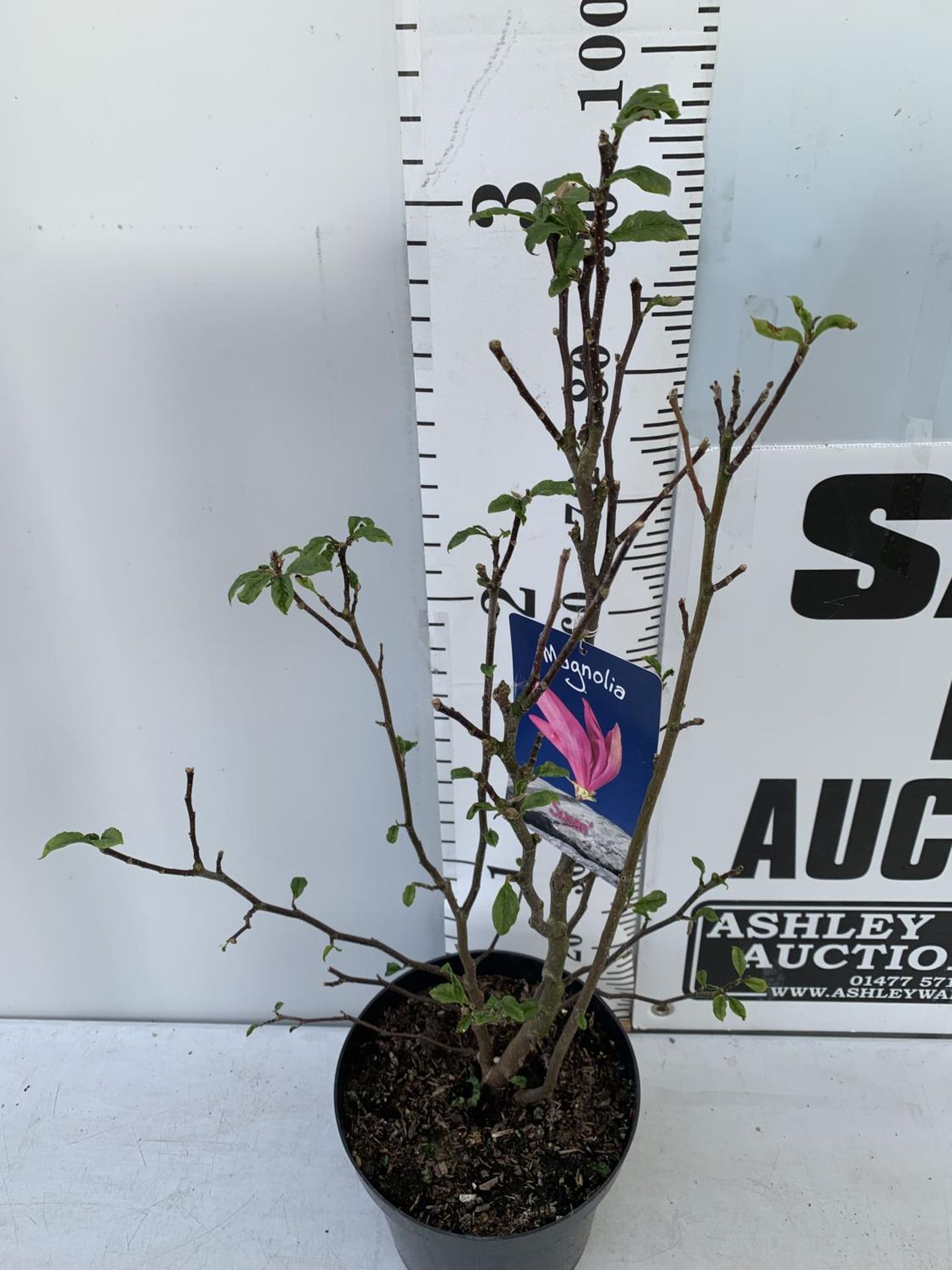 ONE MAGNOLIA 'SUSAN' DARK PINK IN A 7 LTR POT APPROX 110CM IN HEIGHT PLUS VAT - Image 3 of 10
