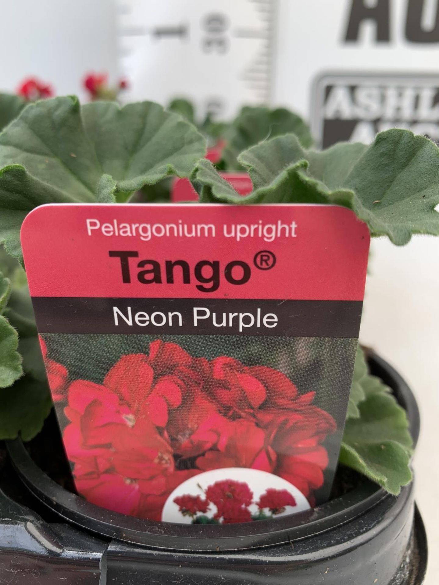 FIFTEEN PELARGONIUM UPRIGHT TANGO IN NEON PURPLE BASKET PLANTS ON A TRAY IN P9 POTS PLUS VAT TO BE - Image 4 of 4