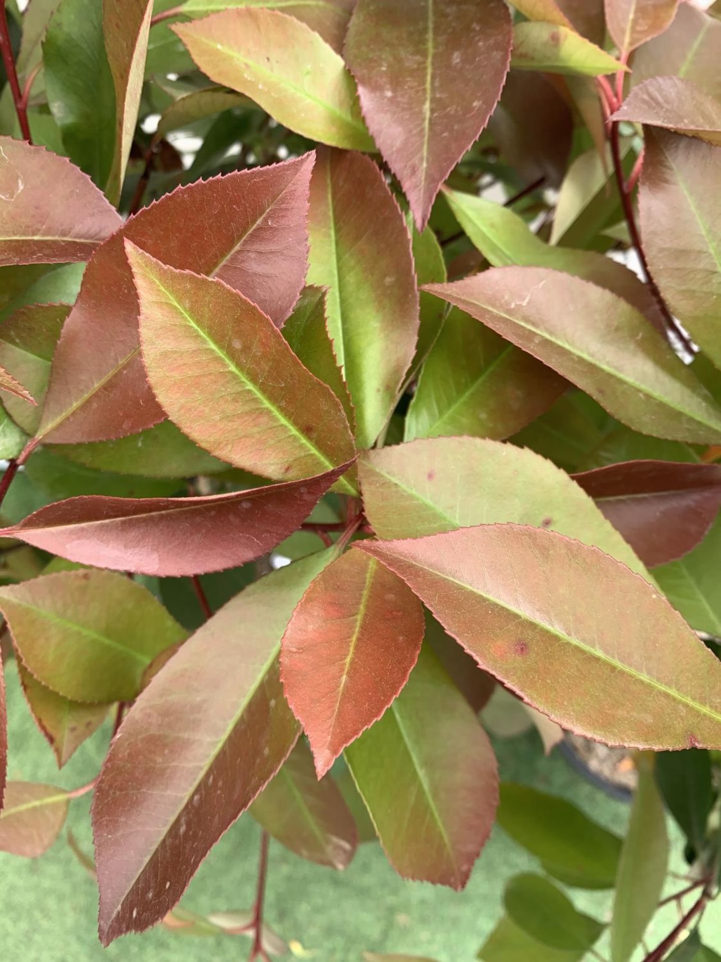 A PAIR OF STANDARD PHOTINIA FRASERI RED ROBIN TREES 130CM TALL IN A 10 LTR POT TO BE SOLD FOR THE - Image 5 of 8