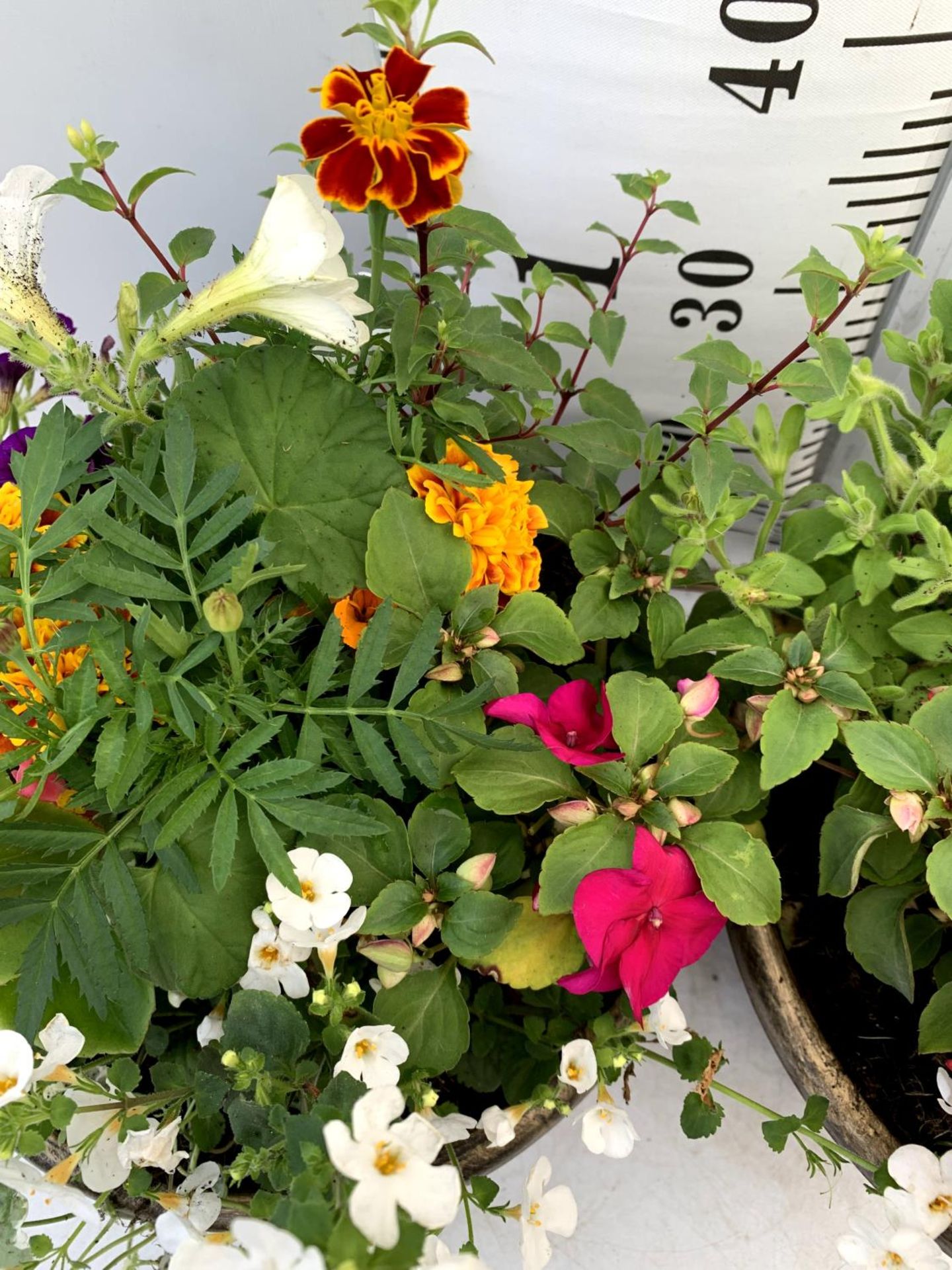 TWO LARGE TUBS PLANTED WITH VARIOUS PLANTS INC MARIGOLDS PETUNIAS FUCHSIA BACOPA ETC IN 10 LTR - Image 5 of 8
