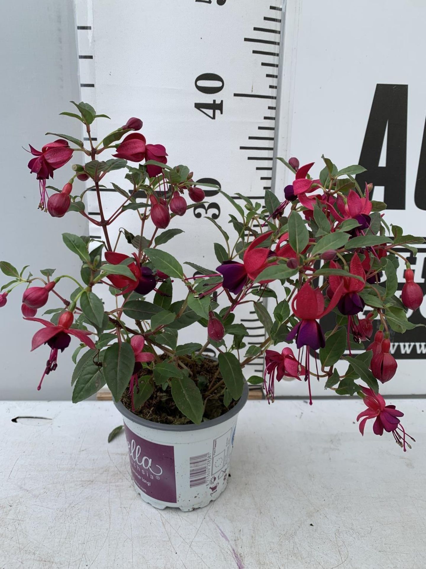 NINE FUCHSIA BELLA IN 20CM POTS 20-30CM TALL TO BE SOLD FOR THE NINE PLUS VAT - Image 8 of 8