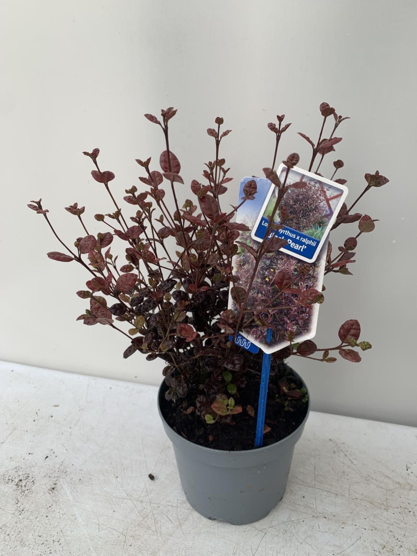 THREE LOPHOMYRTUS RALPHII NEW ZEALAND MYRTLE 'BLACK PEARL' IN 2 LTR POTS HEIGHT 40CM - 50CM TO BE - Image 2 of 6