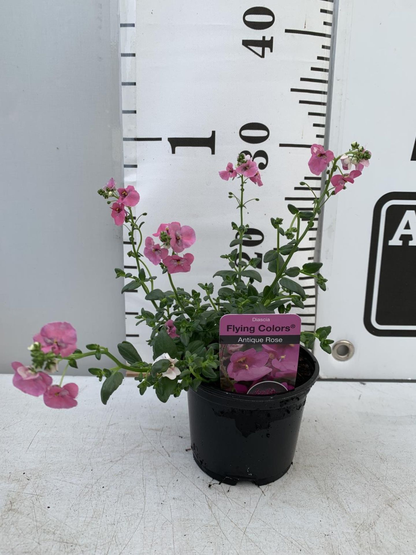 FIFTEEN DIASCIA FLYING COLOURS 'ANTIQUE ROSE' BASKETS PLANTS ON A TRAY IN P9 POTS PLUS VAT TO BE - Image 5 of 5