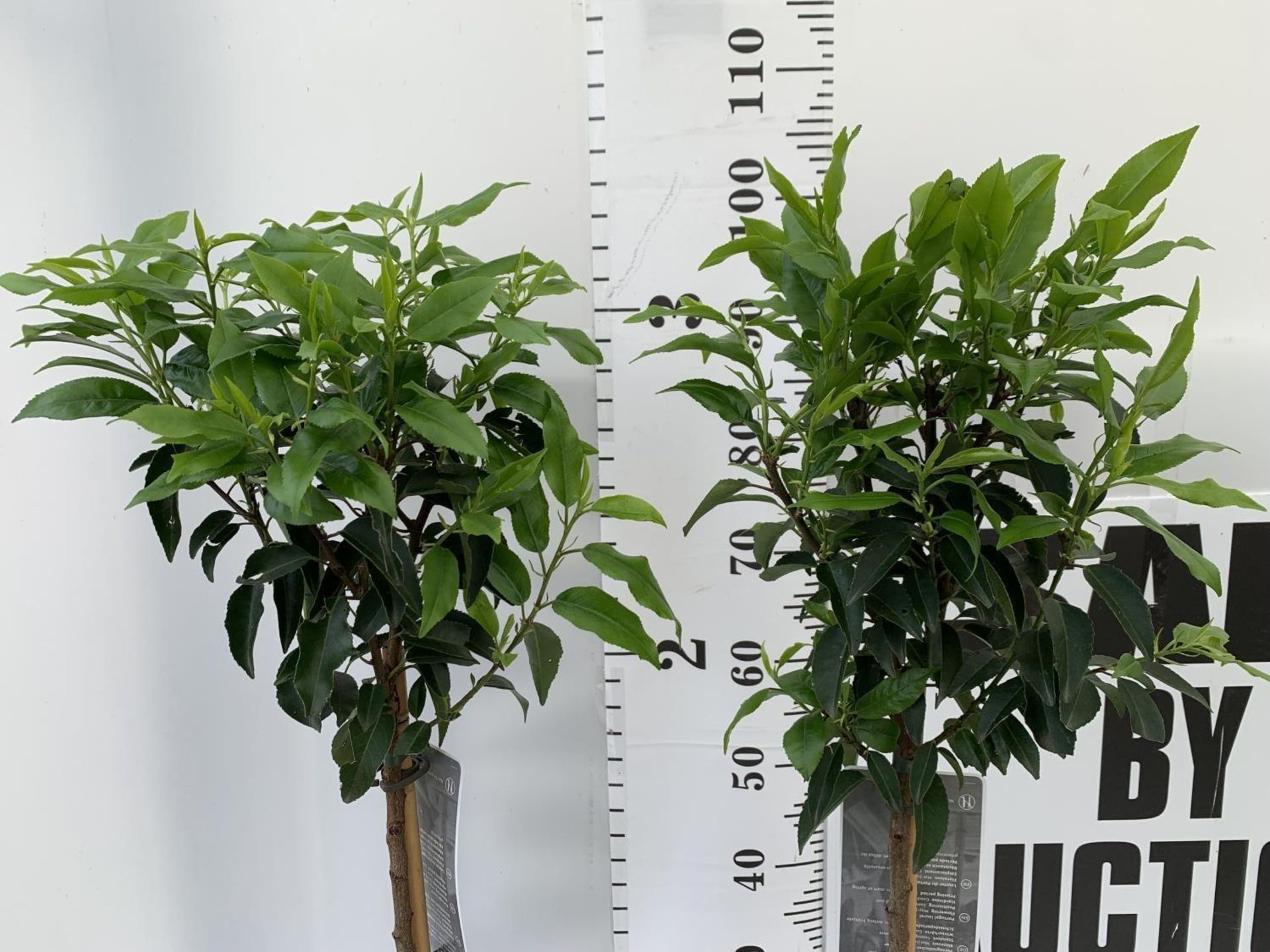 TWO PRUNUS LUSITANICA 'ANGUSTIFOLIA' STANDARD TREES APPROX ONE METRE IN HEIGHT IN 3LTR POTS PLUS VAT - Image 4 of 8