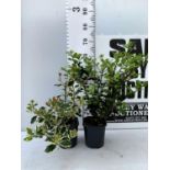 TWO ILEX AQUIFOLIUM HOLLY 'BLUE PRINCE' AND ARGENTEA MARGINATA' IN 2 LTR POTS APPROX 60CM IN