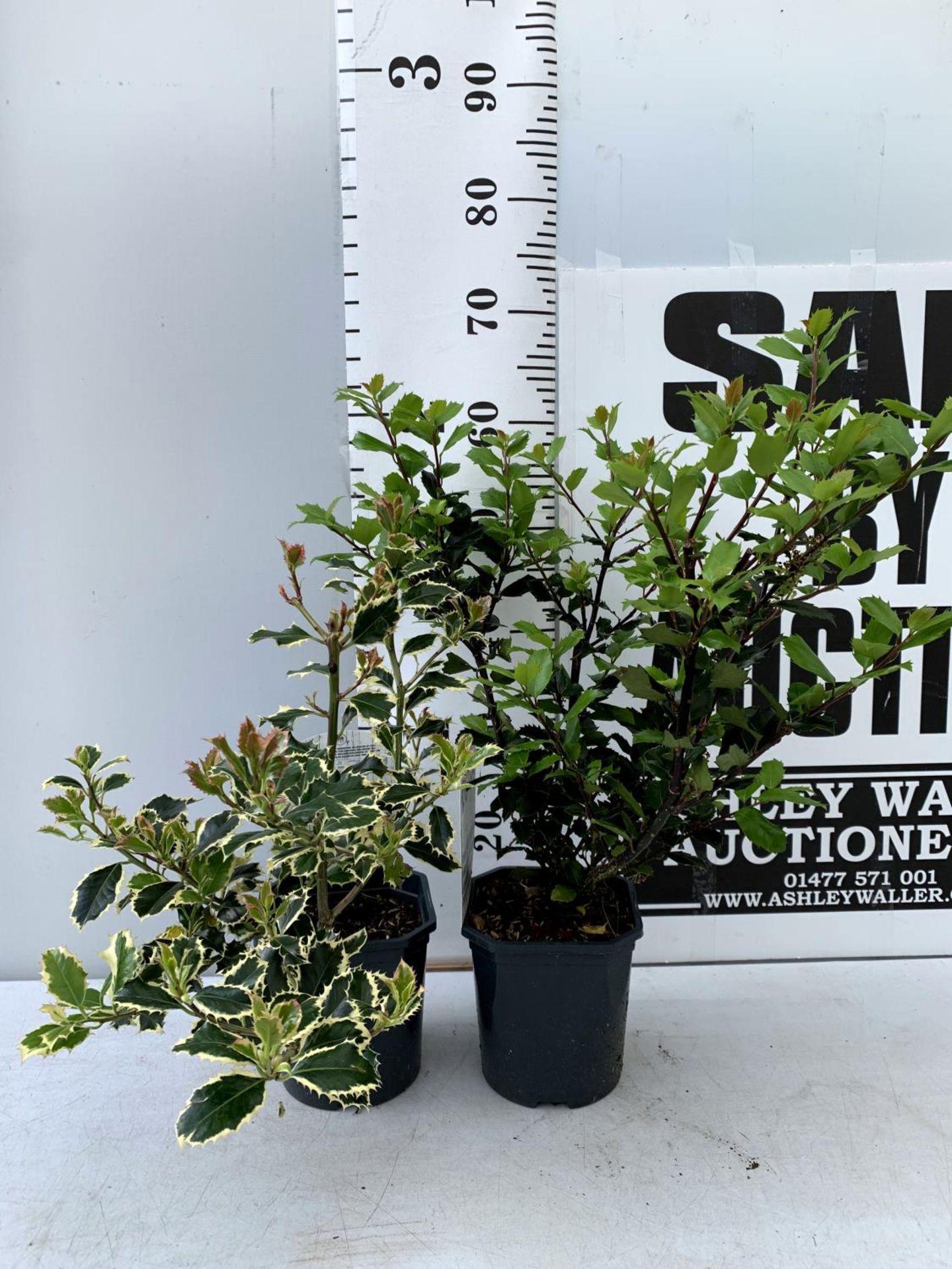 TWO ILEX AQUIFOLIUM HOLLY 'BLUE PRINCE' AND ARGENTEA MARGINATA' IN 2 LTR POTS APPROX 60CM IN