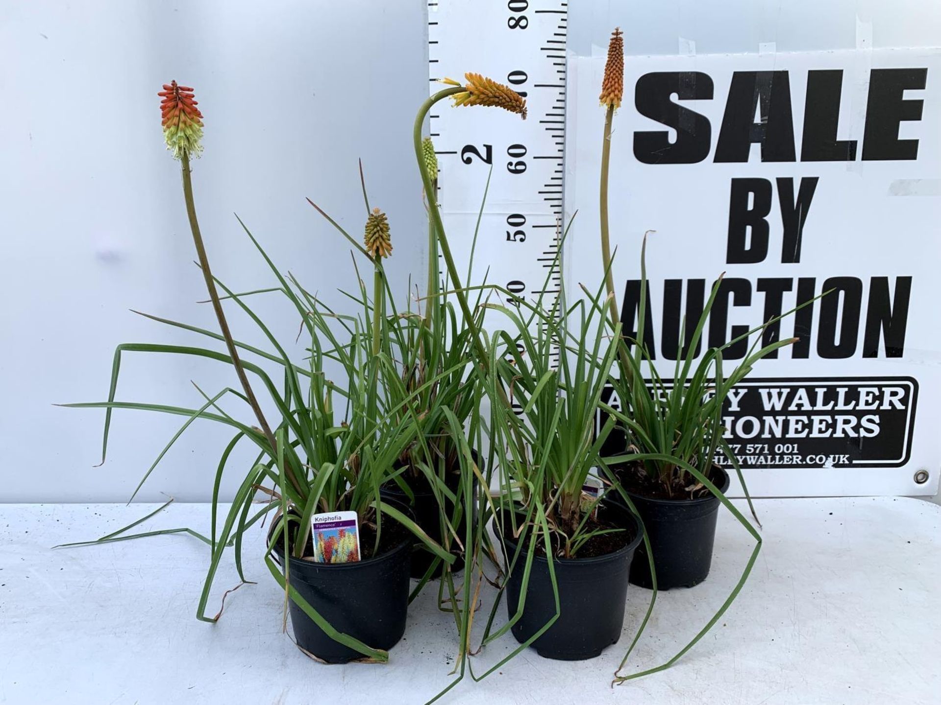 FOUR KNIPHOFIA RED HOT POKER 'FLAMENCO' IN 2 LTR POTS APPROX 70CM IN HEIGHT PLUS VAT TO BE SOLD - Image 2 of 8