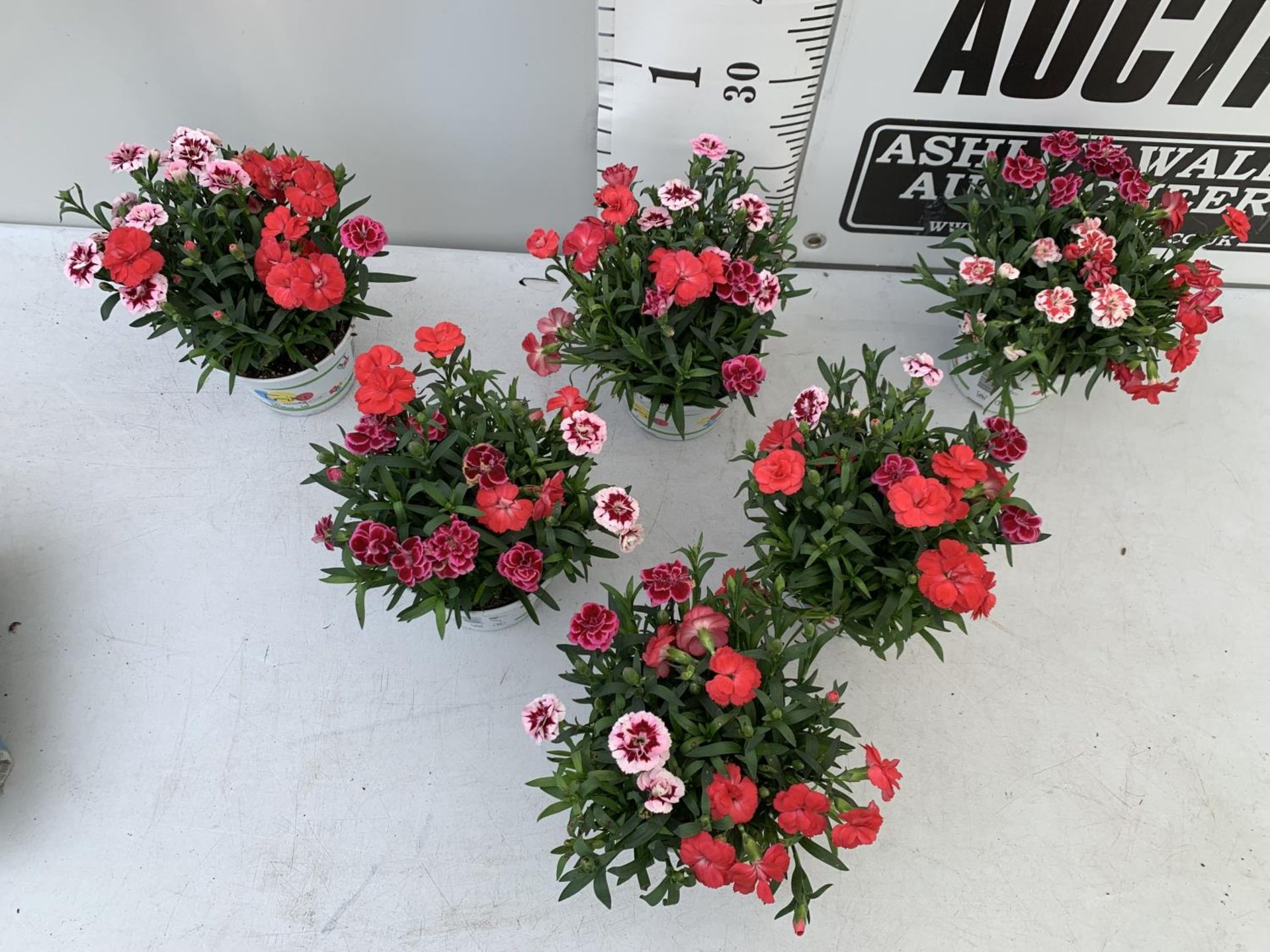 SIX POTS OF DIANTHUS TRIO MIXED WITH THREE VARIETIES IN EACH POT SIZE P15 HEIGHT 30CM TO BE SOLD FOR - Image 3 of 8