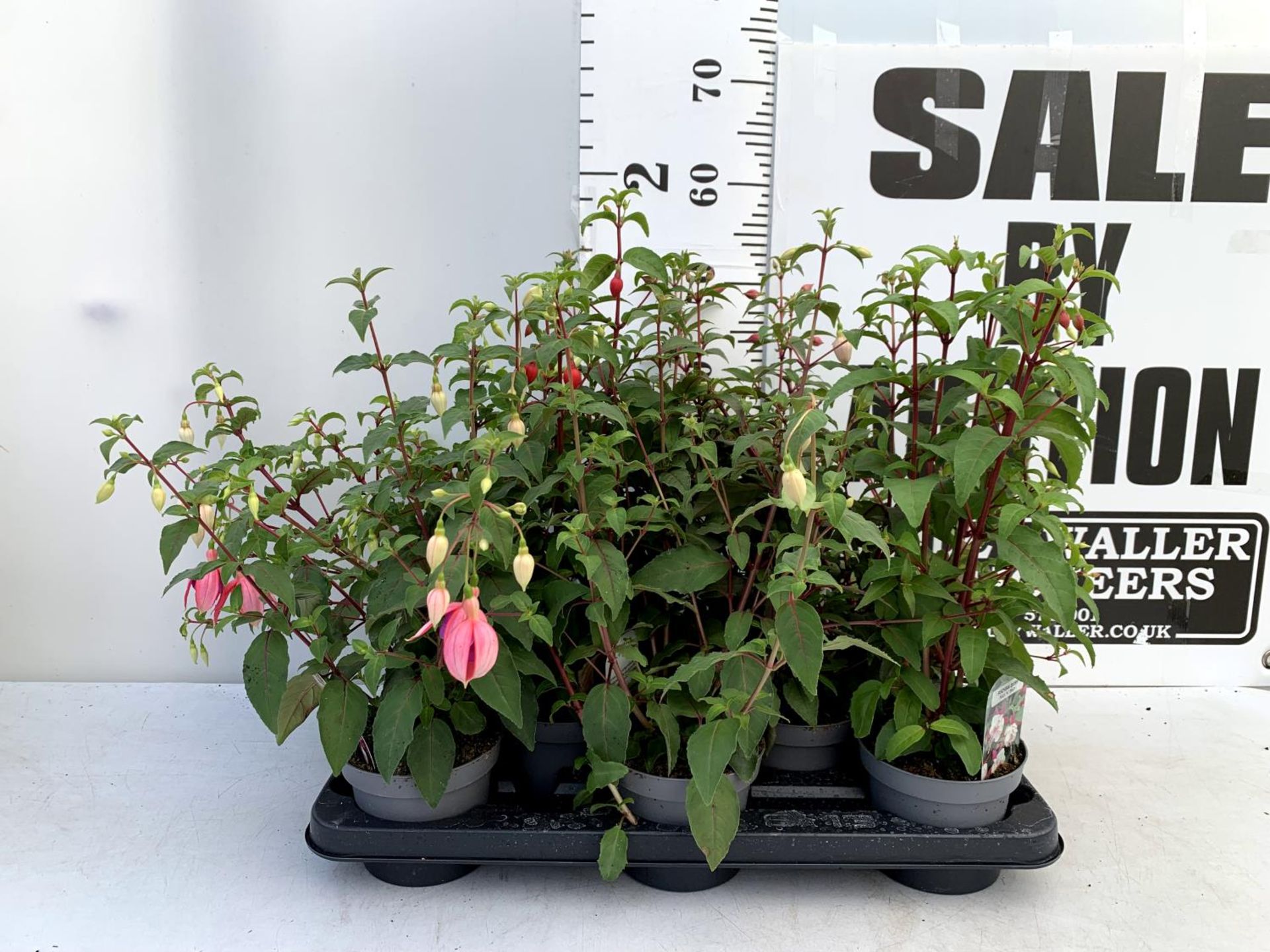 EIGHT FUCHSIA BUSH 'NICE AND EASY' IN 1 LTR POTS ON A TRAY PLUS VAT TO BE SOLD FOR THE EIGHT - Image 5 of 12