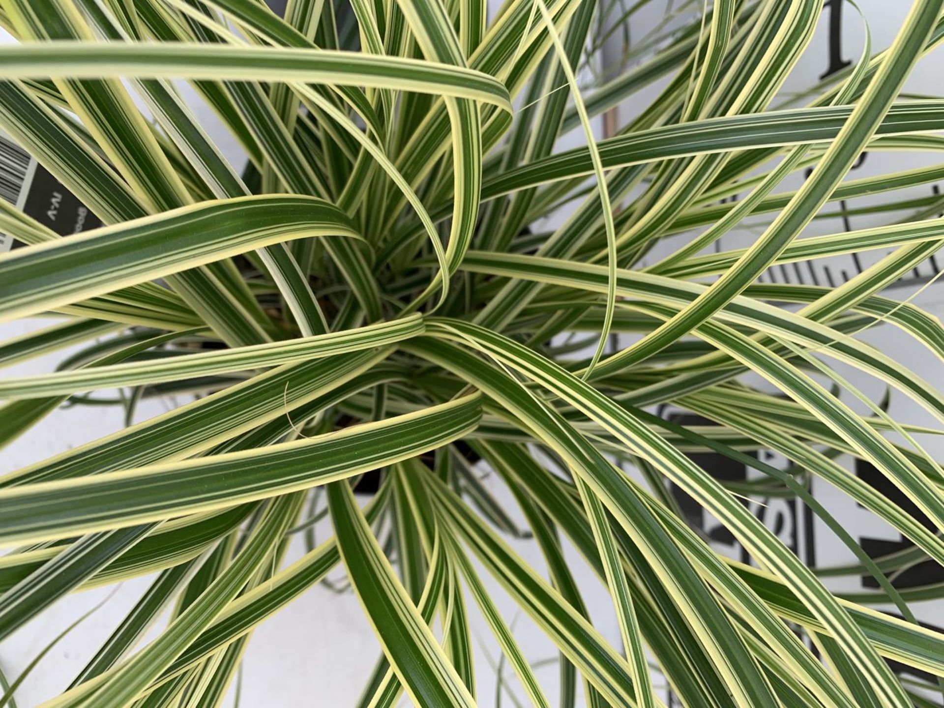 TWO HARDY ORNAMENTAL GRASSES CAREX 'FEATHER FALLS' AND 'IRISH GREEN' IN 3 LTR POTS APPROX 50CM IN - Image 5 of 12