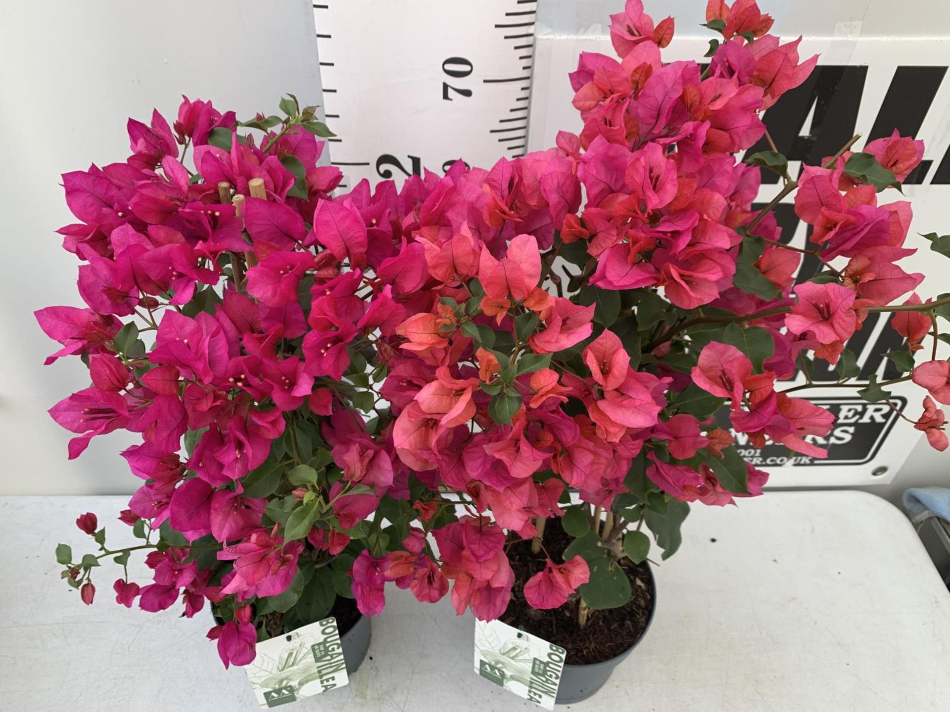 TWO BOUGAINVILLEA SANDERINA PINK ON A PYRAMID FRAME, 3 LTR POTS HEIGHT 60-80CM. PATIO READY TO BE - Image 3 of 8