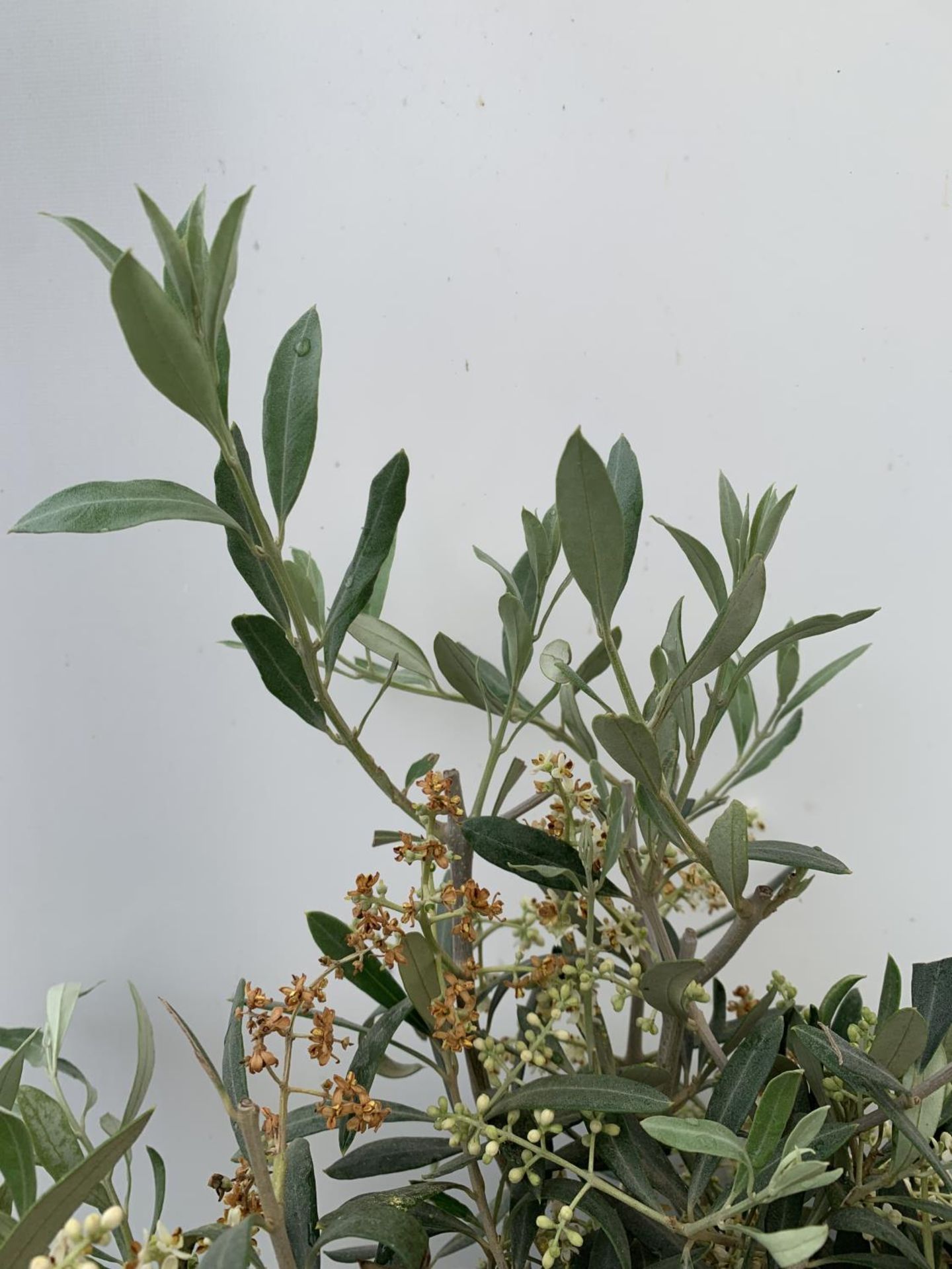 TWO OLIVE EUROPEA STANDARD TREES APPROX 110CM IN HEIGHT IN 3LTR POTS NO VAT TO BE SOLD FOR THE TWO - Image 5 of 10