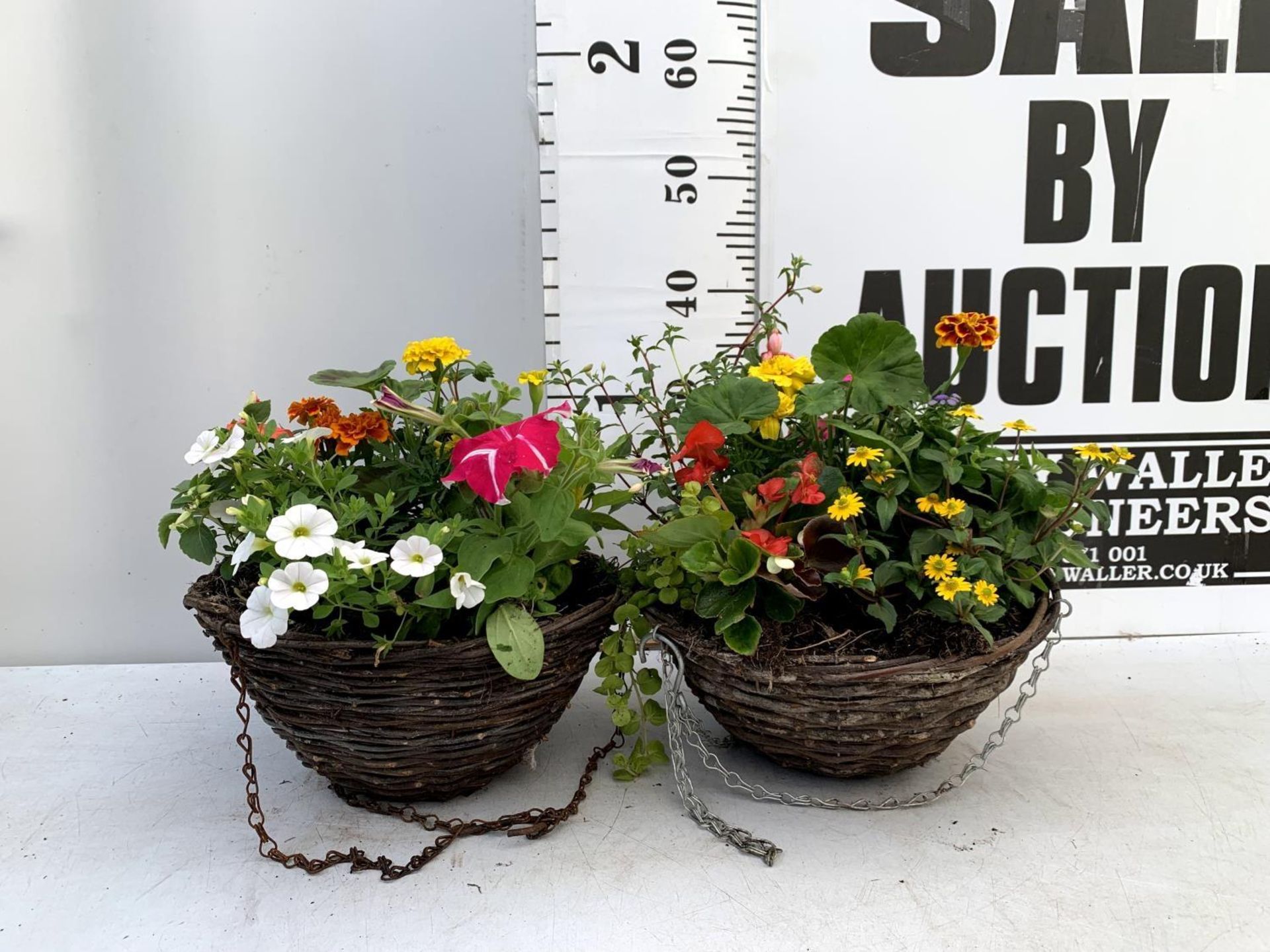 TWO WICKER HANGING BASKETS PLANTED WITH VARIOUS BASKET PLANTS INCLUDING MARIGOLD PETUNIA VERBENA - Image 2 of 12