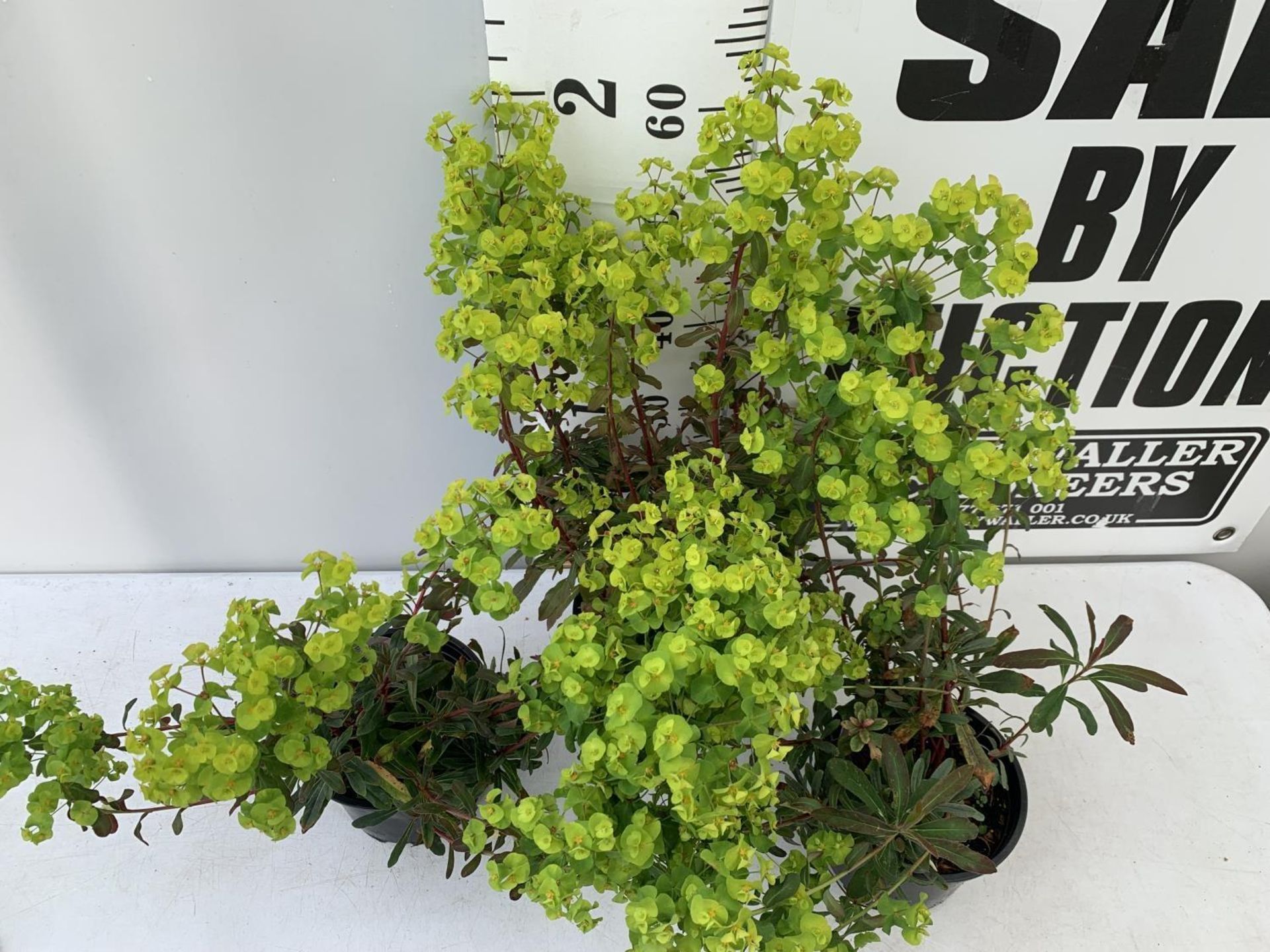 THREE EUPHORBIA PURPUREA 60CM IN HEIGHT IN 2 LTR POTS PLUS VAT TO BE SOLD FOR THE THREE - Image 4 of 8