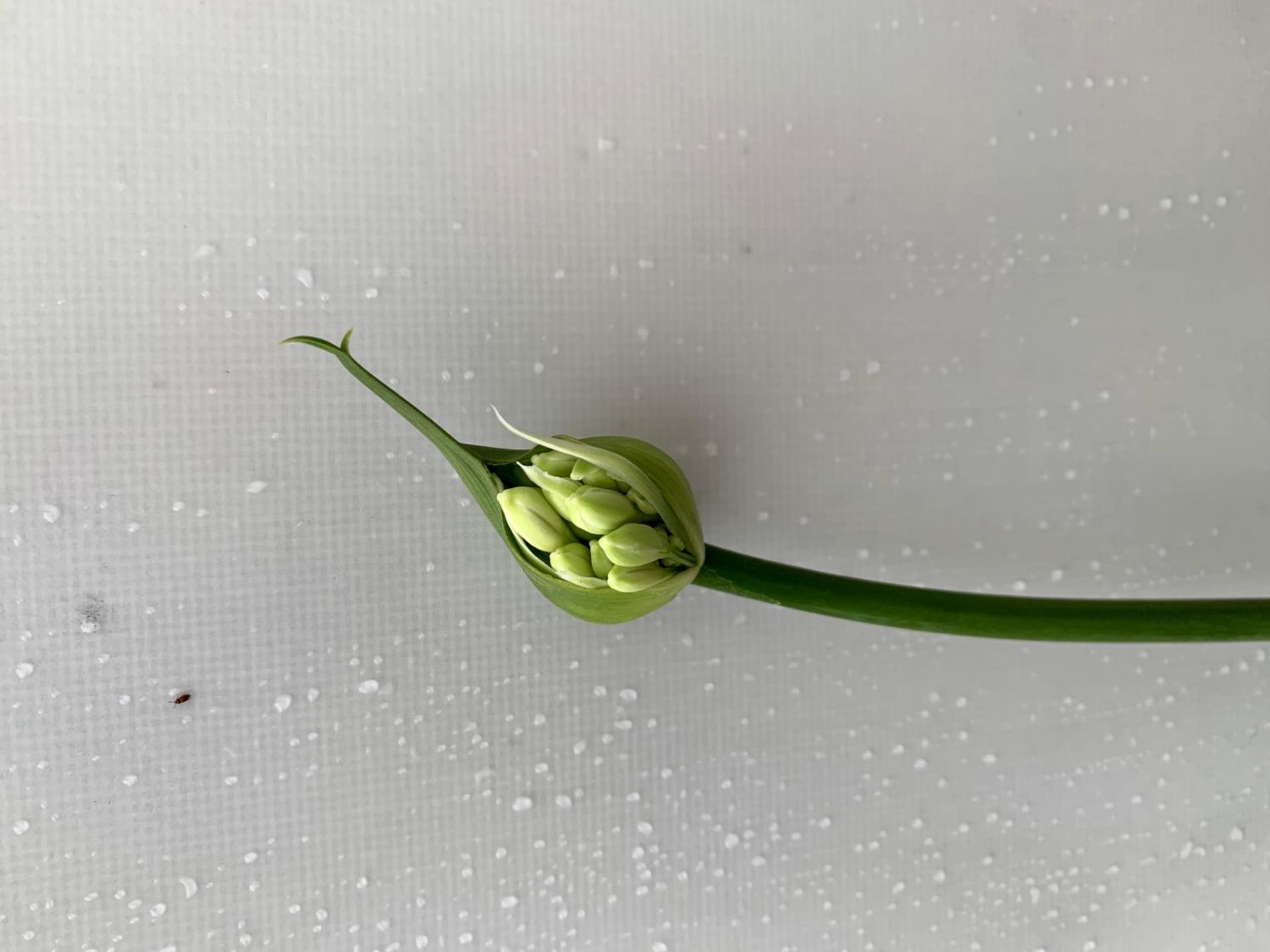 TWO AGAPANTHUS EVER WHITE IN FLOWER APPROX 80CM IN HEIGHT IN 3 LTR POTS PLUS VAT TO BE SOLD FOR - Image 5 of 10