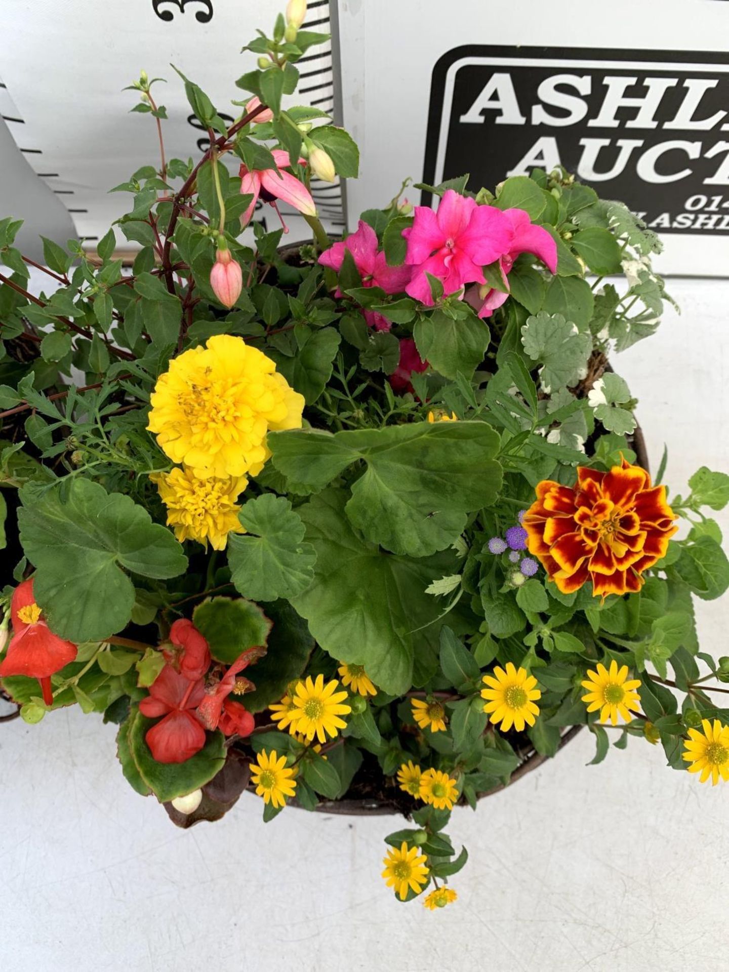 TWO WICKER HANGING BASKETS PLANTED WITH VARIOUS BASKET PLANTS INCLUDING MARIGOLD PETUNIA VERBENA - Image 8 of 12