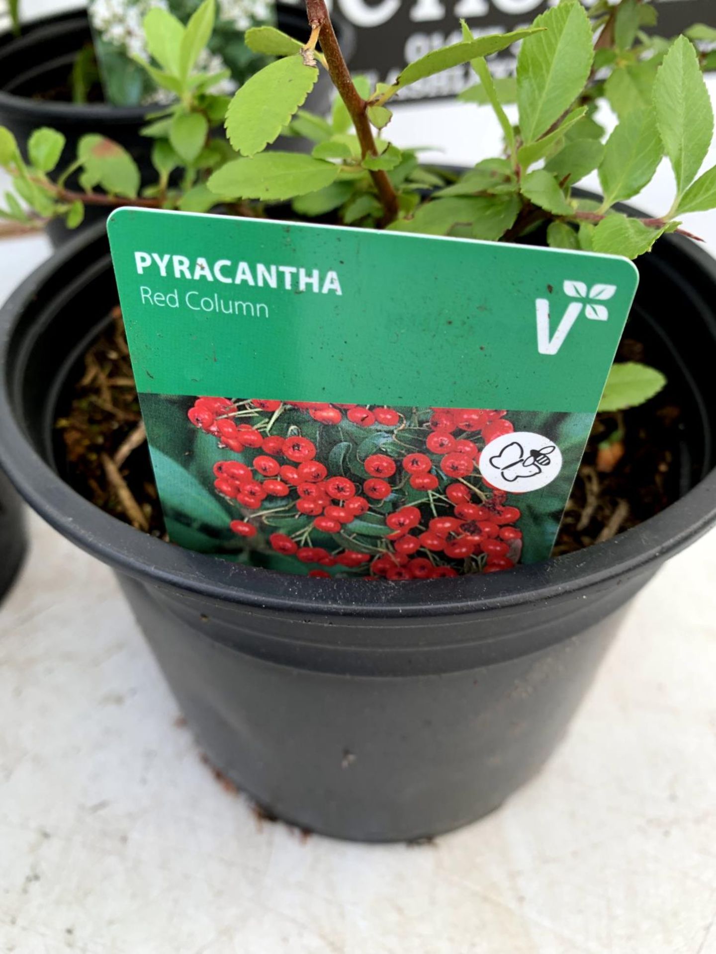 SIX MIXED SHRUBS TO INCLUDE EUONYMUS 'EMERALD GAIETY', PYRACANTHA 'RED COLUMN', VIBURNUM 'TINUS', - Image 9 of 19