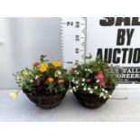 TWO WICKER HANGING BASKETS PLANTED WITH VARIOUS BASKET PLANTS INCLUDING MARIGOLD PETUNIA VERBENA