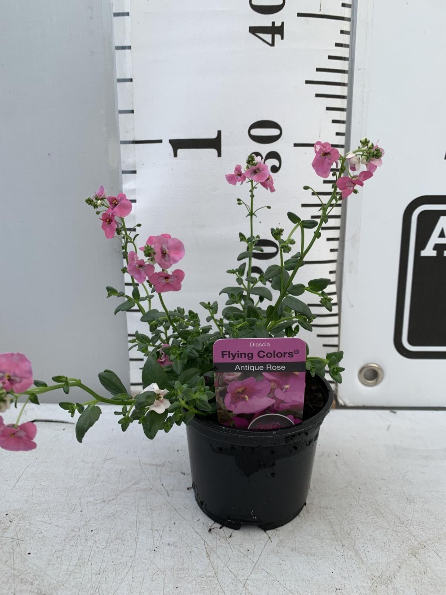 FIFTEEN DIASCIA FLYING COLOURS 'ANTIQUE ROSE' BASKETS PLANTS ON A TRAY IN P9 POTS PLUS VAT TO BE - Image 3 of 5