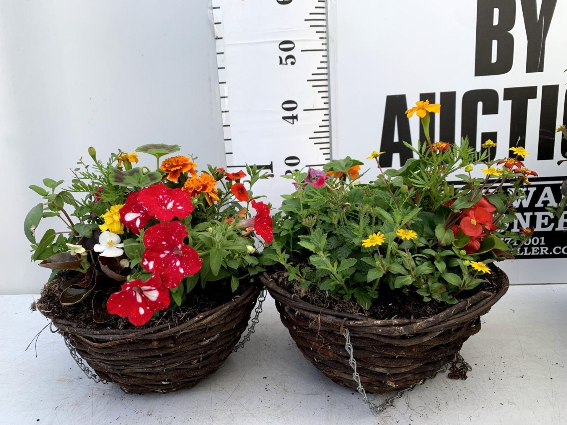 TWO WICKER HANGING BASKETS PLANTED WITH VARIOUS BEDDING PLANTS INCLUDING MARIGOLD PETUNIA VERBENA - Image 2 of 6