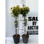 TWO EUONYMUS JAPONICUS 'MARIEKE' STANDARD TREES APPROX 100CM IN HEIGHT IN 3 LTR POTS PLUS VAT TO