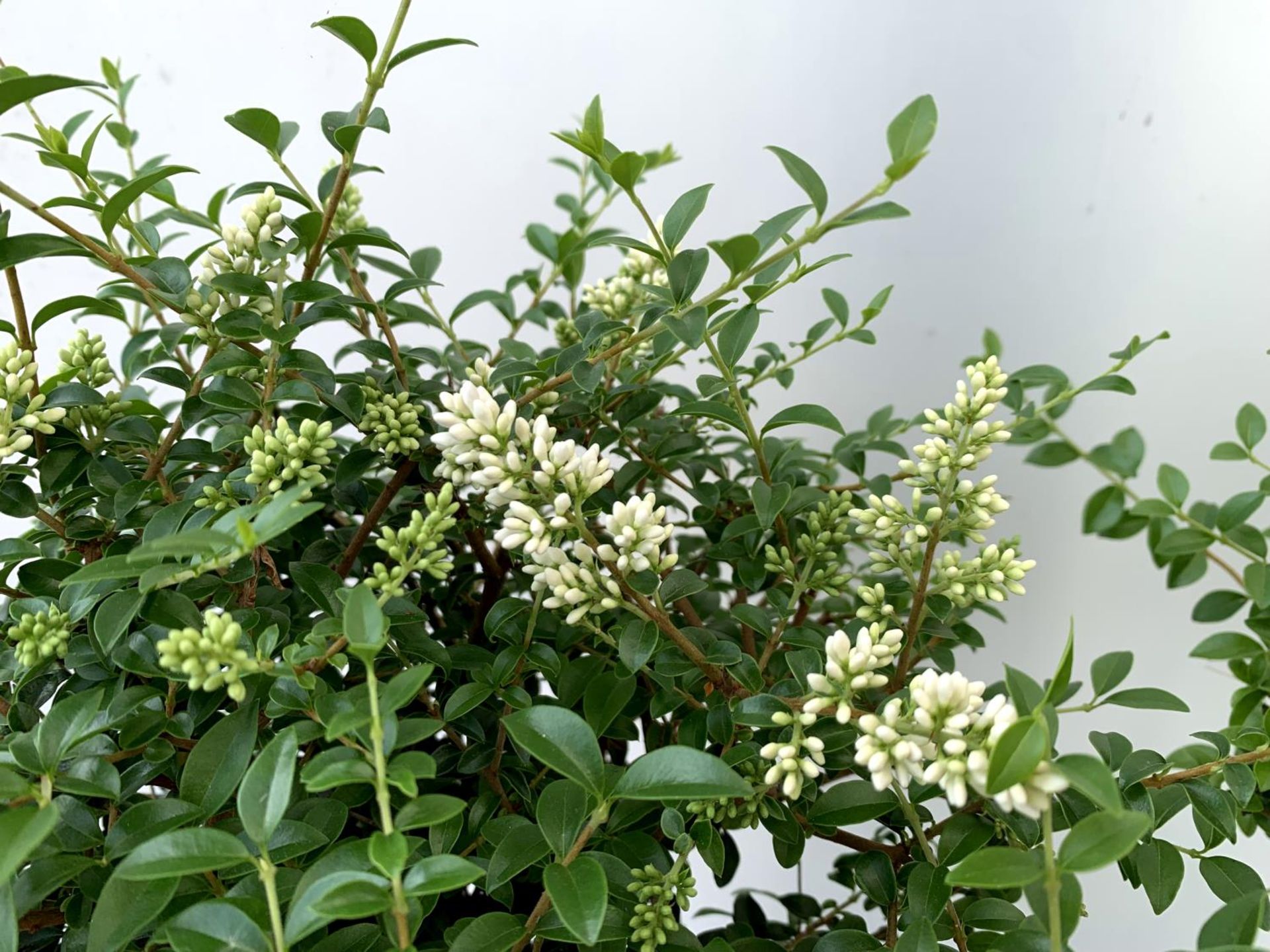 TWO LIGUSTRUM DELAVAYANUM STANDARD TREES APPROX 100CM IN HEIGHT IN 3LTR POTS PLUS VAT TO BE SOLD FOR - Image 5 of 8