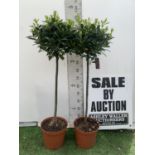 TWO STANDARD BAY TREES LAURUS NOBILIS APPROX 140CM IN HEIGHT IN 10 LTR POTS NO VAT TO BE SOLD FOR