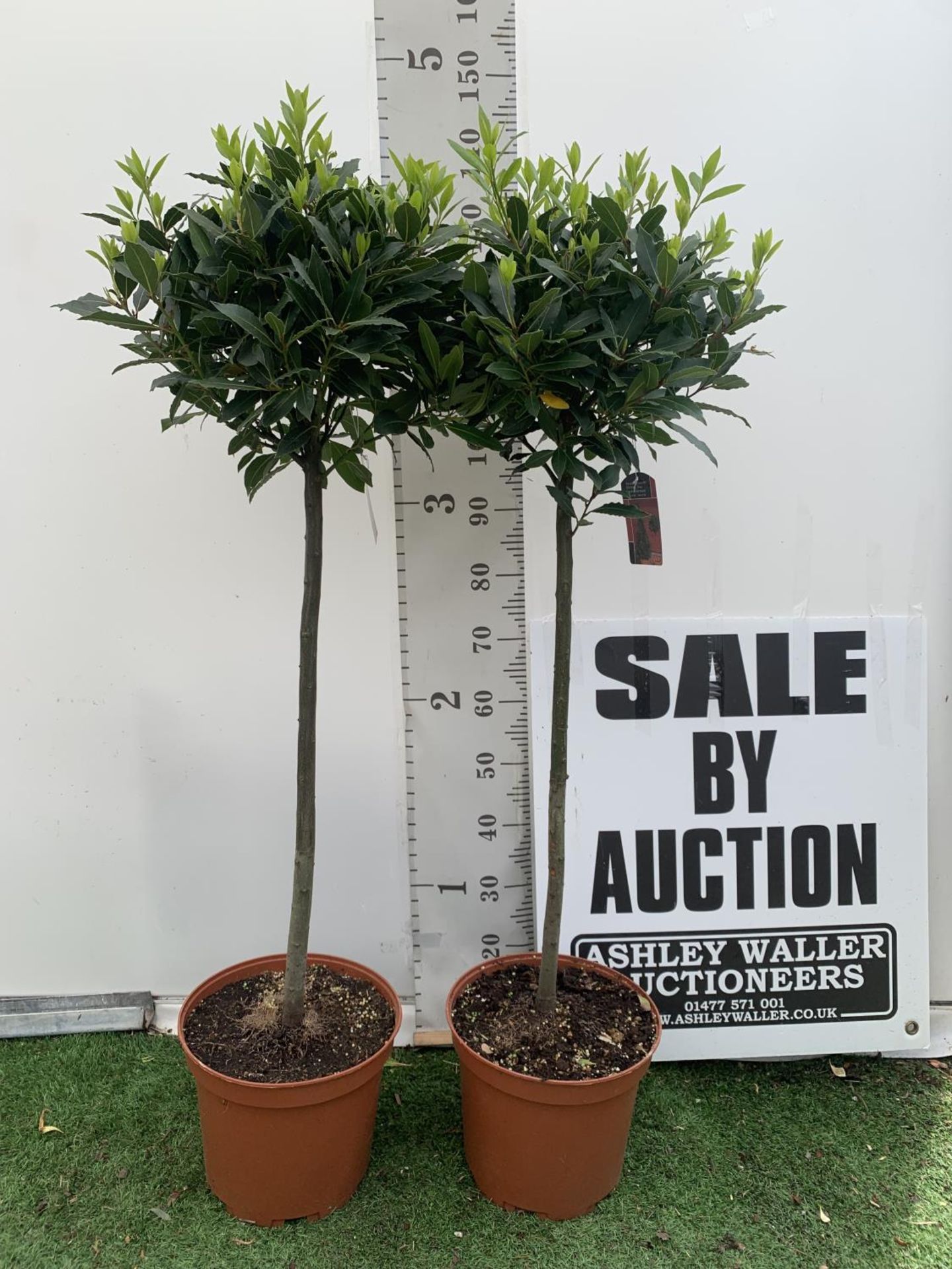 TWO STANDARD BAY TREES LAURUS NOBILIS APPROX 140CM IN HEIGHT IN 10 LTR POTS NO VAT TO BE SOLD FOR