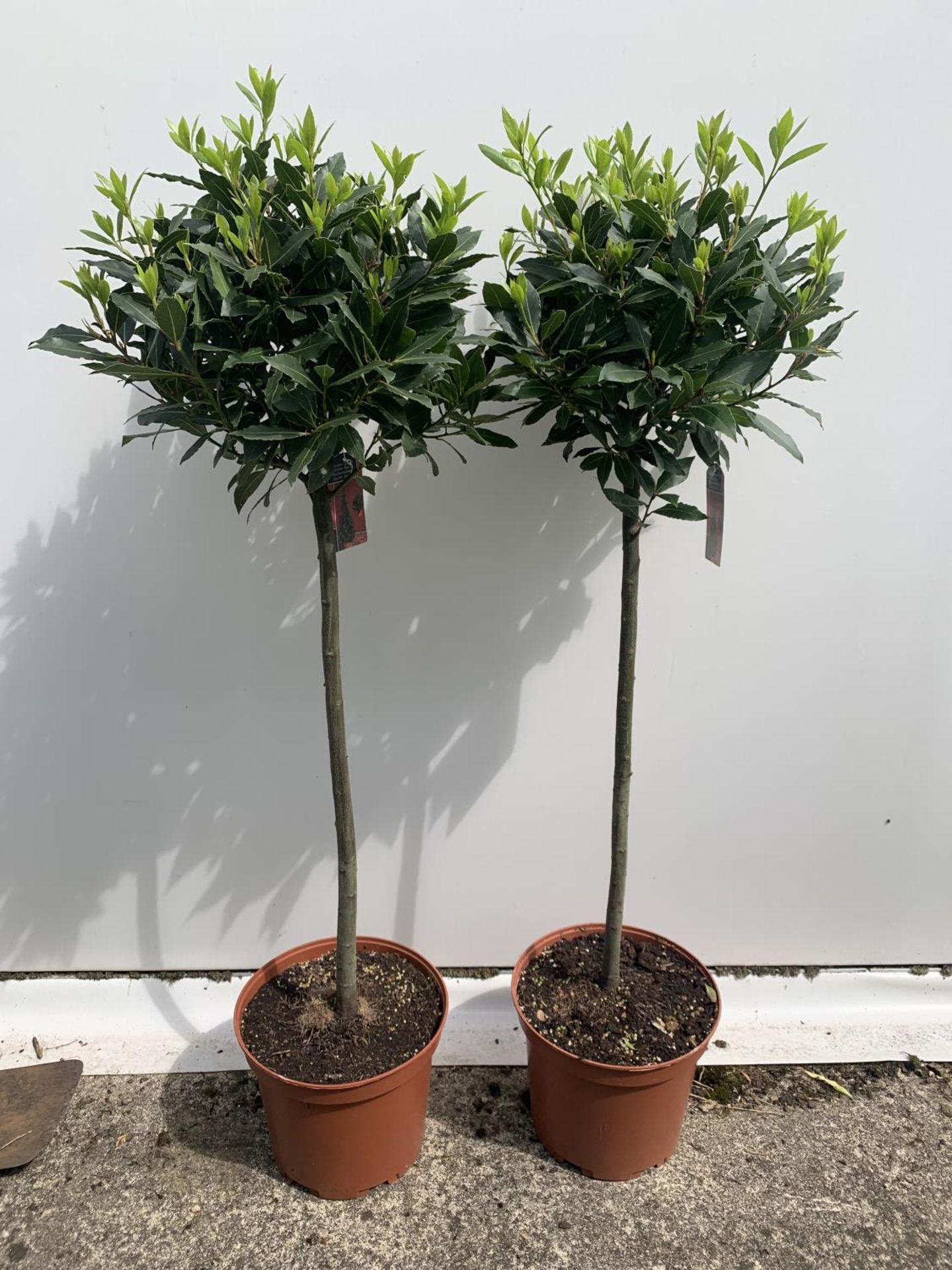 TWO STANDARD BAY TREES LAURUS NOBILIS APPROX 140CM IN HEIGHT IN 10 LTR POTS NO VAT TO BE SOLD FOR - Image 11 of 14