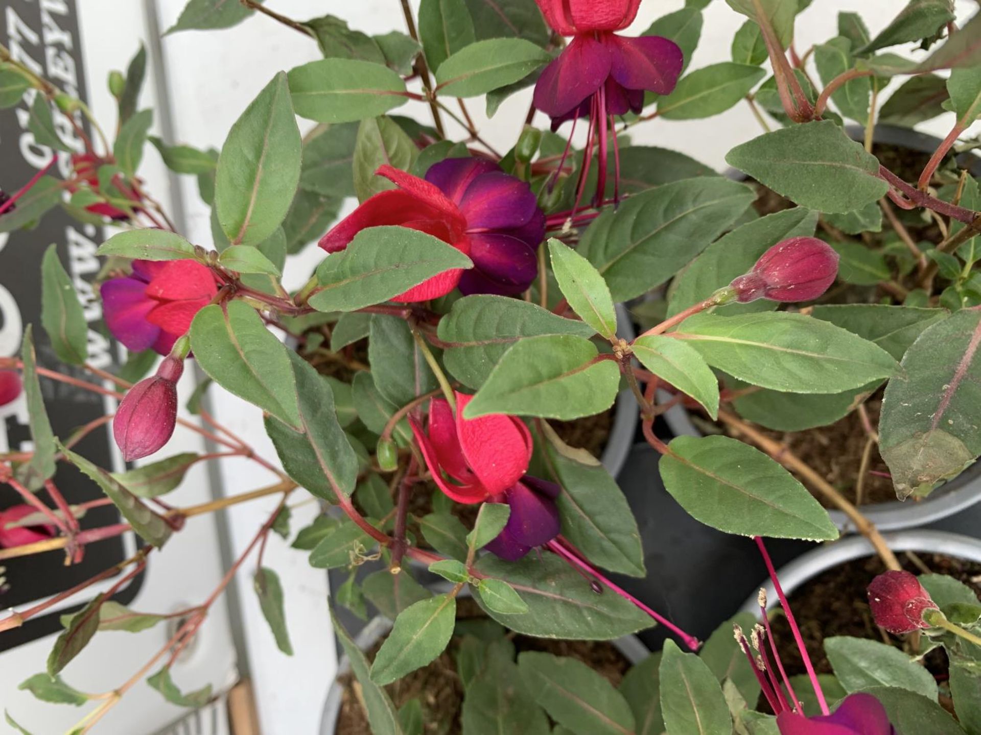 NINE FUCHSIA BELLA IN 20CM POTS 20-30CM TALL TO BE SOLD FOR THE NINE PLUS VAT - Image 5 of 8