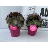 TWO AEONIUM ARBOREUM VELOURS IN 1 LTR POTS 30CM IN HEIGHT PLUS VAT TO BE SOLD FOR THE TWO