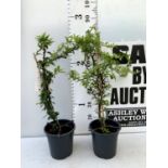 TWO PYRACANTHA 'ORANGE STAR' IN 2 LTR POTS IN 80CM IN HEIGHT PLUS VAT TO BE SOLD FOR THE TWO