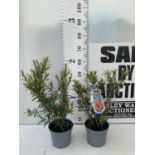 TWO CALLISTEMON LAEVIS IN 2 LTR POTS 50CM IN HEIGHT PLUS VAT TO BE SOLD FOR THE TWO