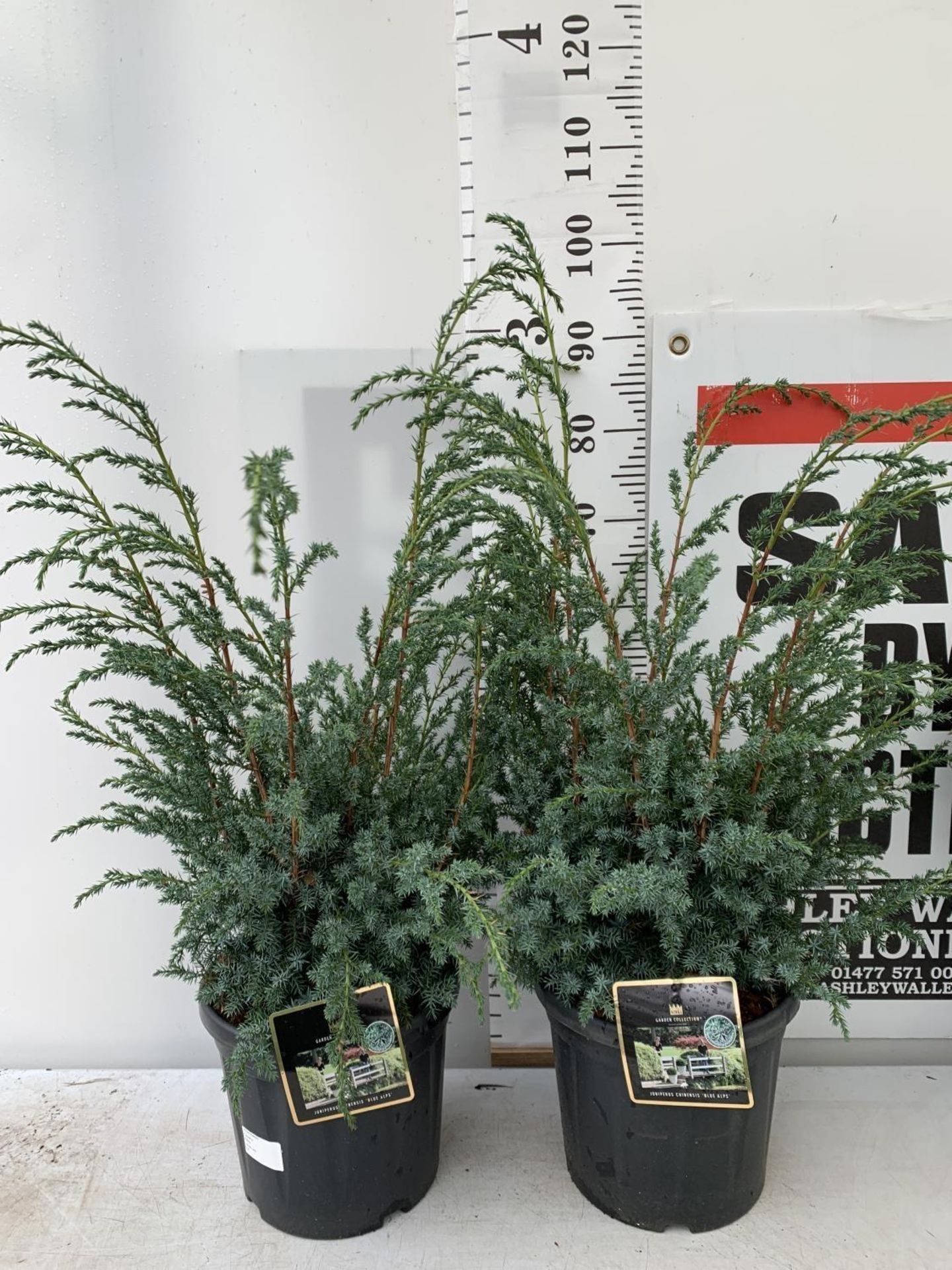 TWO JUNIPERUS CHINENSIS BLUE ALPS IN 7 LTR POTS A METRE IN HEIGHT PLUS VAT TO BE SOLD FOR THE TWO - Image 3 of 22