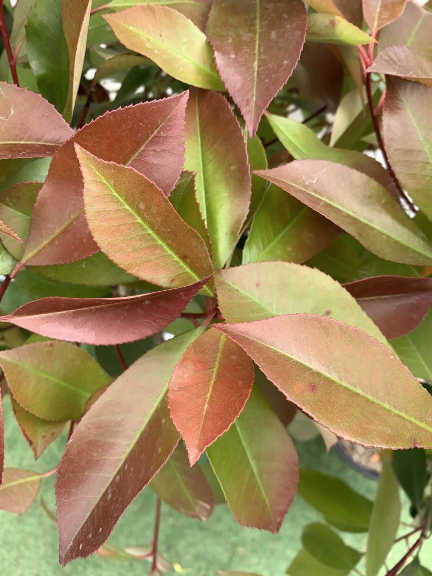 A PAIR OF STANDARD PHOTINIA FRASERI RED ROBIN TREES 130CM TALL IN A 10 LTR POT TO BE SOLD FOR THE - Image 6 of 8