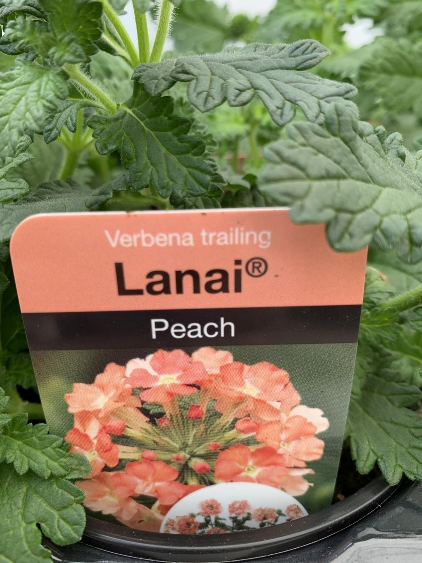 FIFTEEN TRAILING VERBENA LANAI IN PEACH BASKET PLANTS IN P9 POTS PLUS VAT TO BE SOLD FOR THE FIFTEEN - Image 4 of 4
