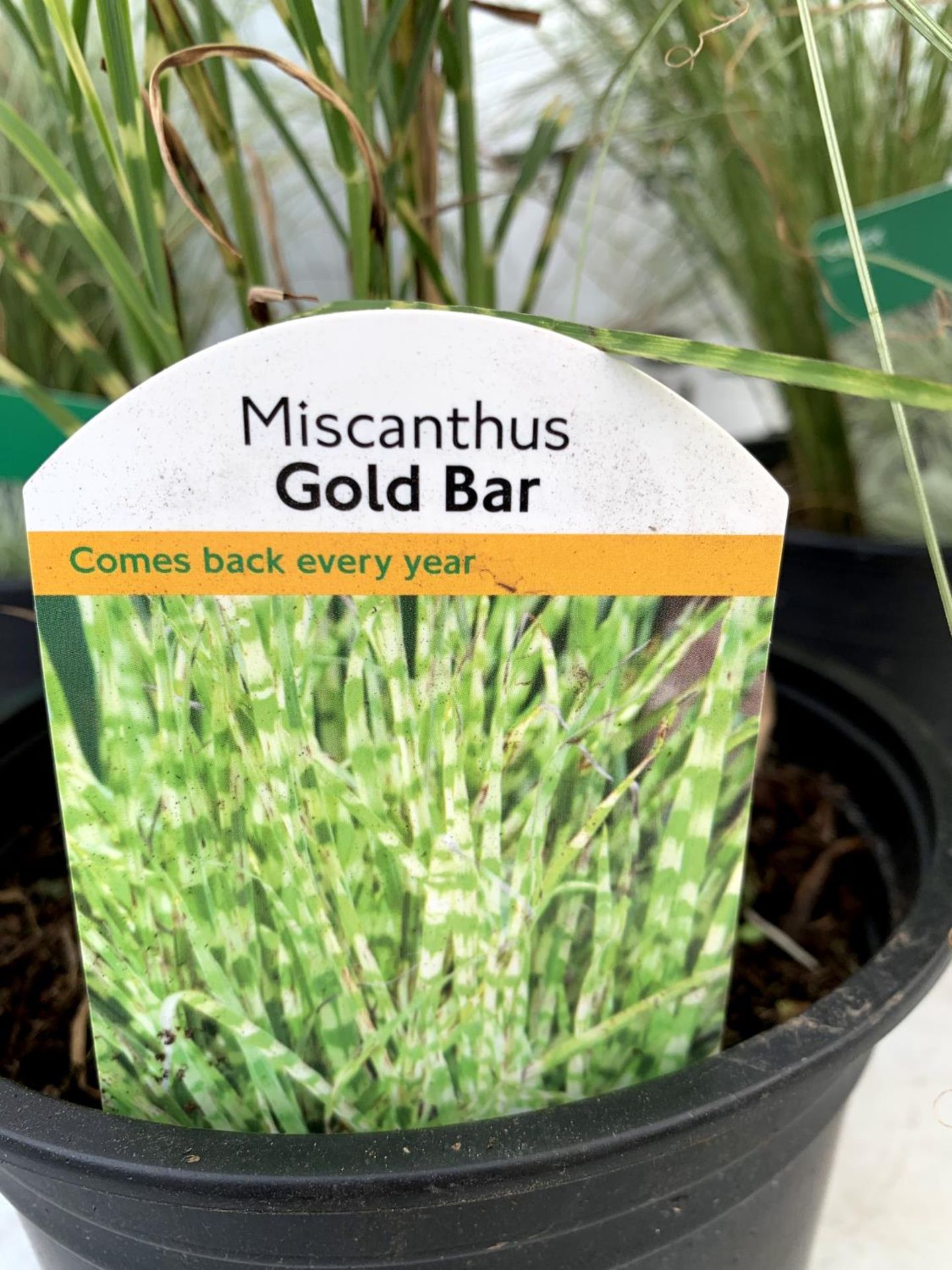 THREE ORNAMENTAL GRASSES MISCANTHUS GOLD BAR AND TWO CAREX MINT CURLS IN 2 LTR POTS 40- 60 CM IN - Image 7 of 10