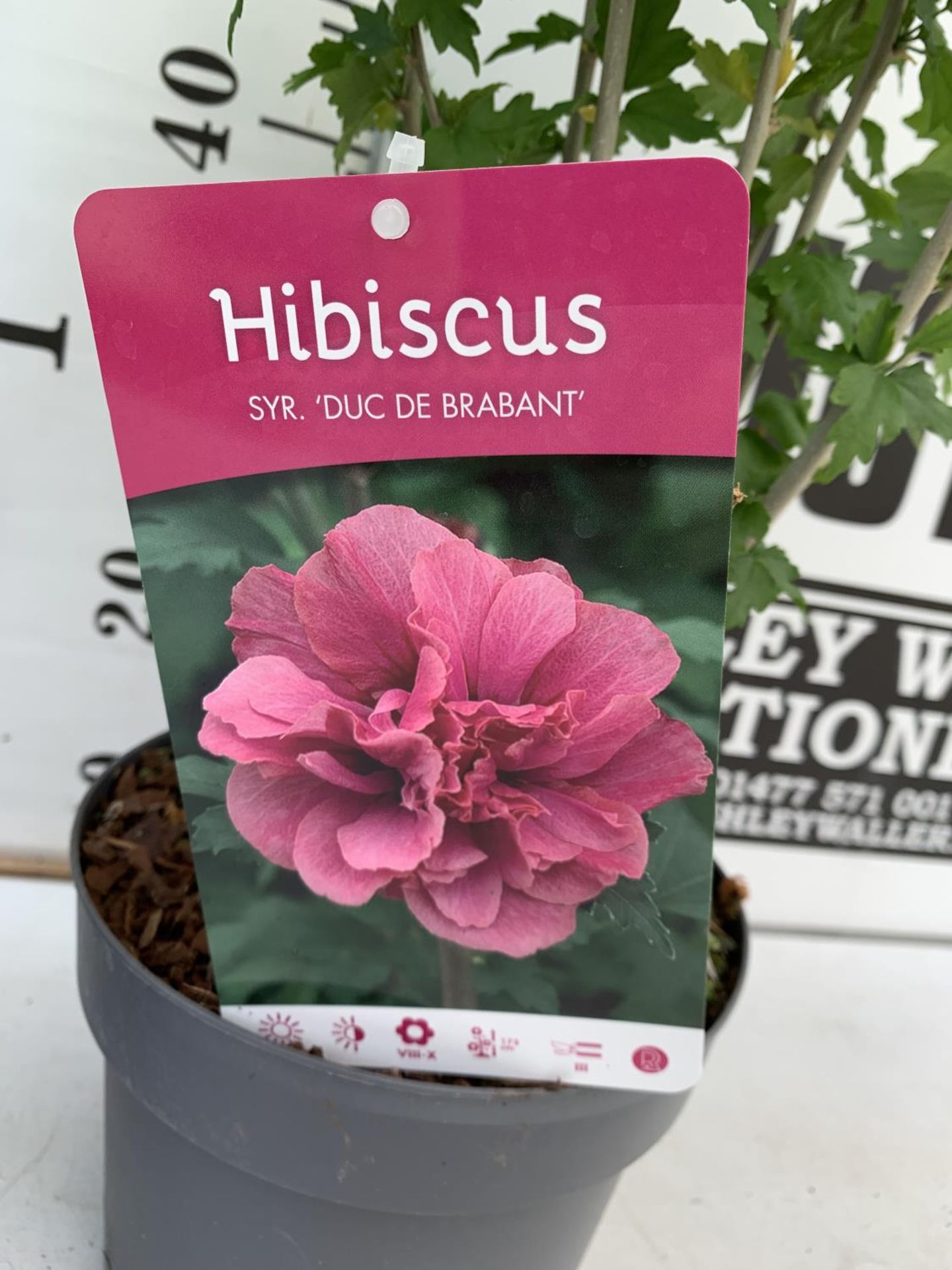 TWO HIBISCUS SYRIACUS PINK 'DUC DE BRABANT' AND 'HAMABO' LIGHT PINK/WHITE APPROX 80CM IN HEIGHT IN 3 - Image 5 of 10