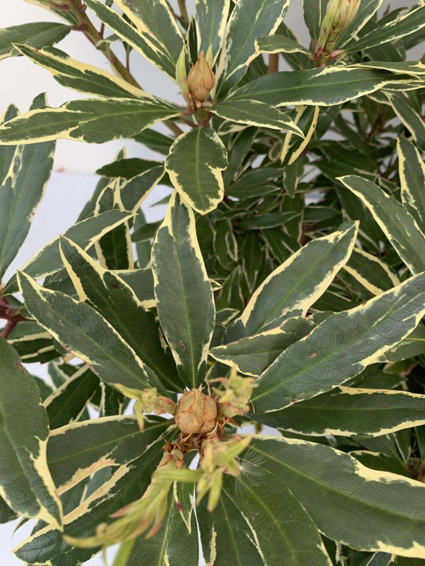 THREE RHODODENDRONS 'MARCEL MENARD' PONTICUM VARIEGATUM AND 'PERCY WISEMAN' IN 5 LTR POTS APPROX - Image 16 of 16