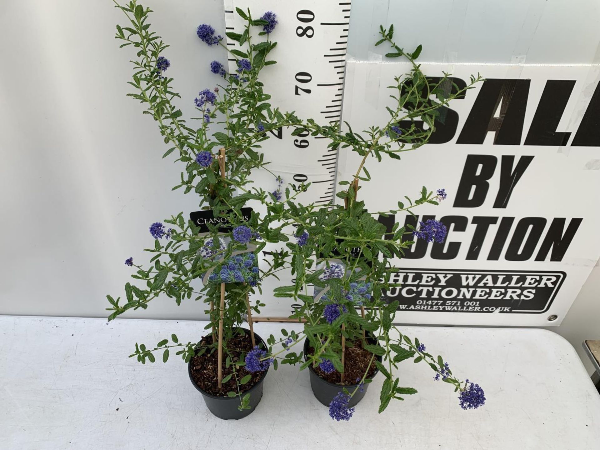 TWO CEANOTHUS 'CONCHA' ON A PYRAMID FRAM IN FLOWER IN 2 LTR POTS WITH CARD APPROX 75CM IN HEIGHT - Image 4 of 8