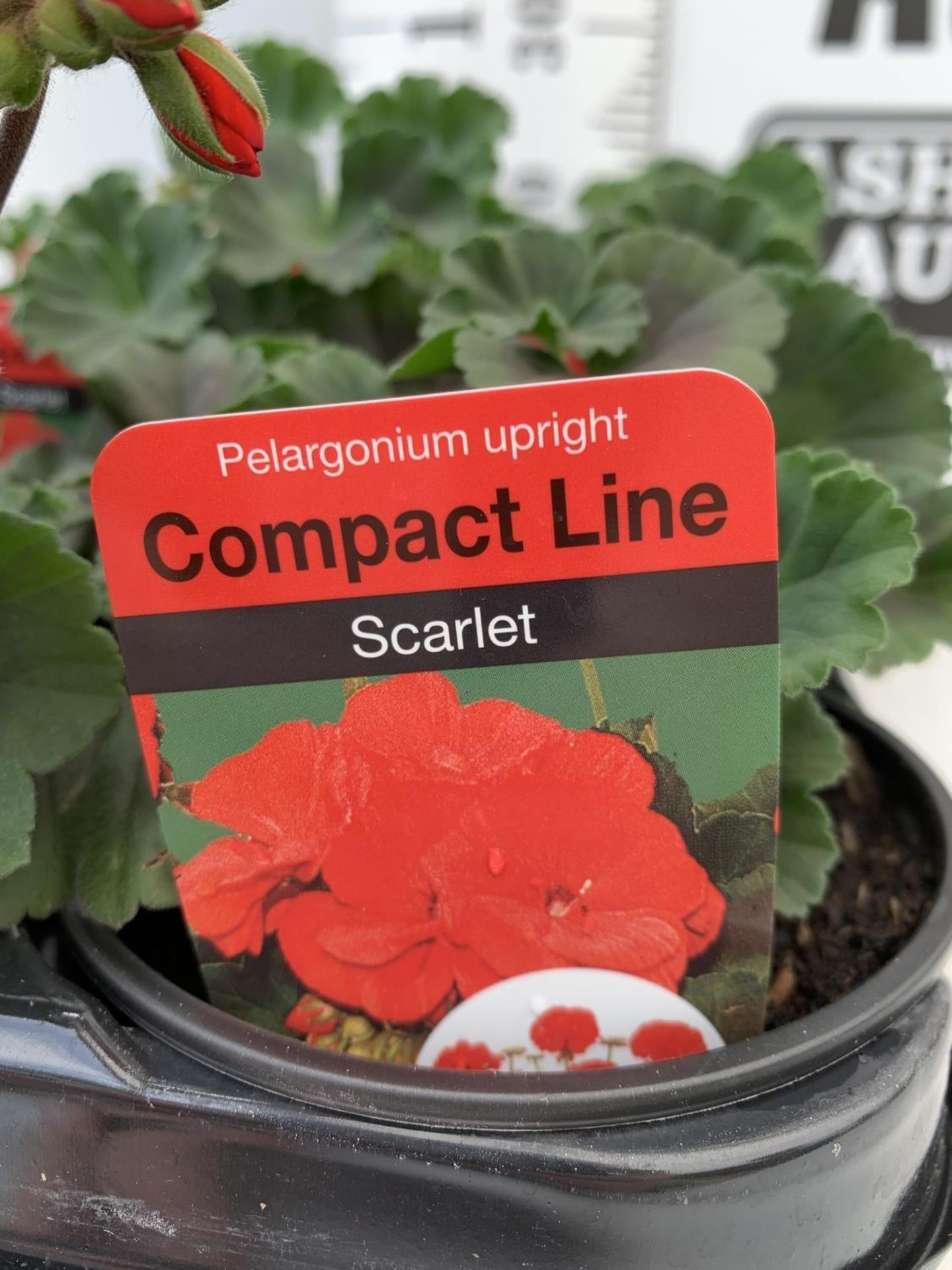 FIFTEEN PELARGONIUM UPRIGHT IN SCARLET BASKET PLANTS IN P9 POTS PLUS VAT TO BE SOLD FOR THE FIFTEEN - Image 4 of 4