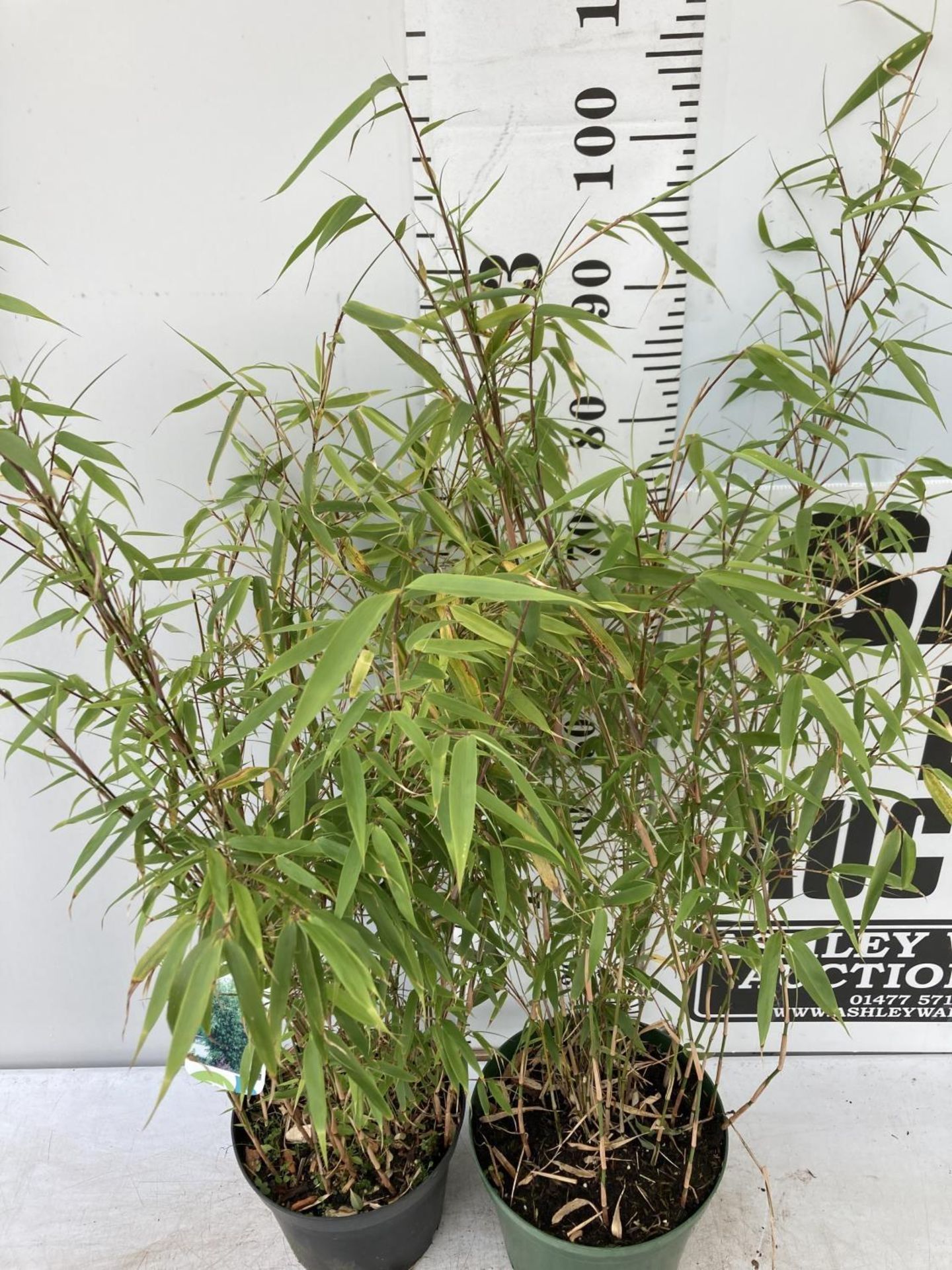TWO BAMBOO FARGESIA 'NITIDA' APPROX 120CM IN HEIGHT IN 4 LTR POTS PLUS VAT TO BE SOLD FOR THE TWO - Image 3 of 6