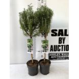 TWO ROSEMARY ROSMARINUS OFFICINALIS STANDARD TREES APPROX 110CM IN HEIGHT IN 3 LTR POTS NO VAT TO BE