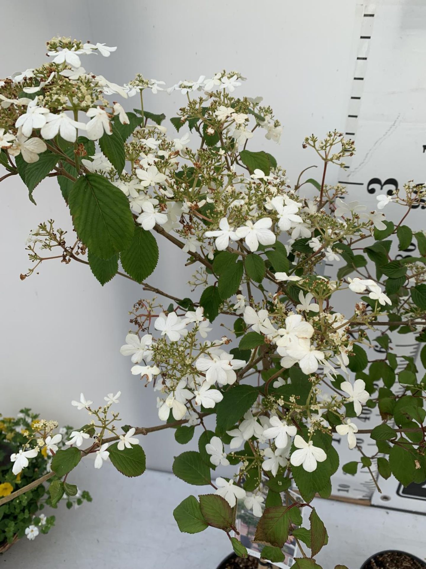 TWO VIBURNUM PLICATUM 'WATANABE' STANDARD TREES APPROX 120CM IN HEIGHT IN 3LTR POTS PLUS VAT TO BE - Image 5 of 10