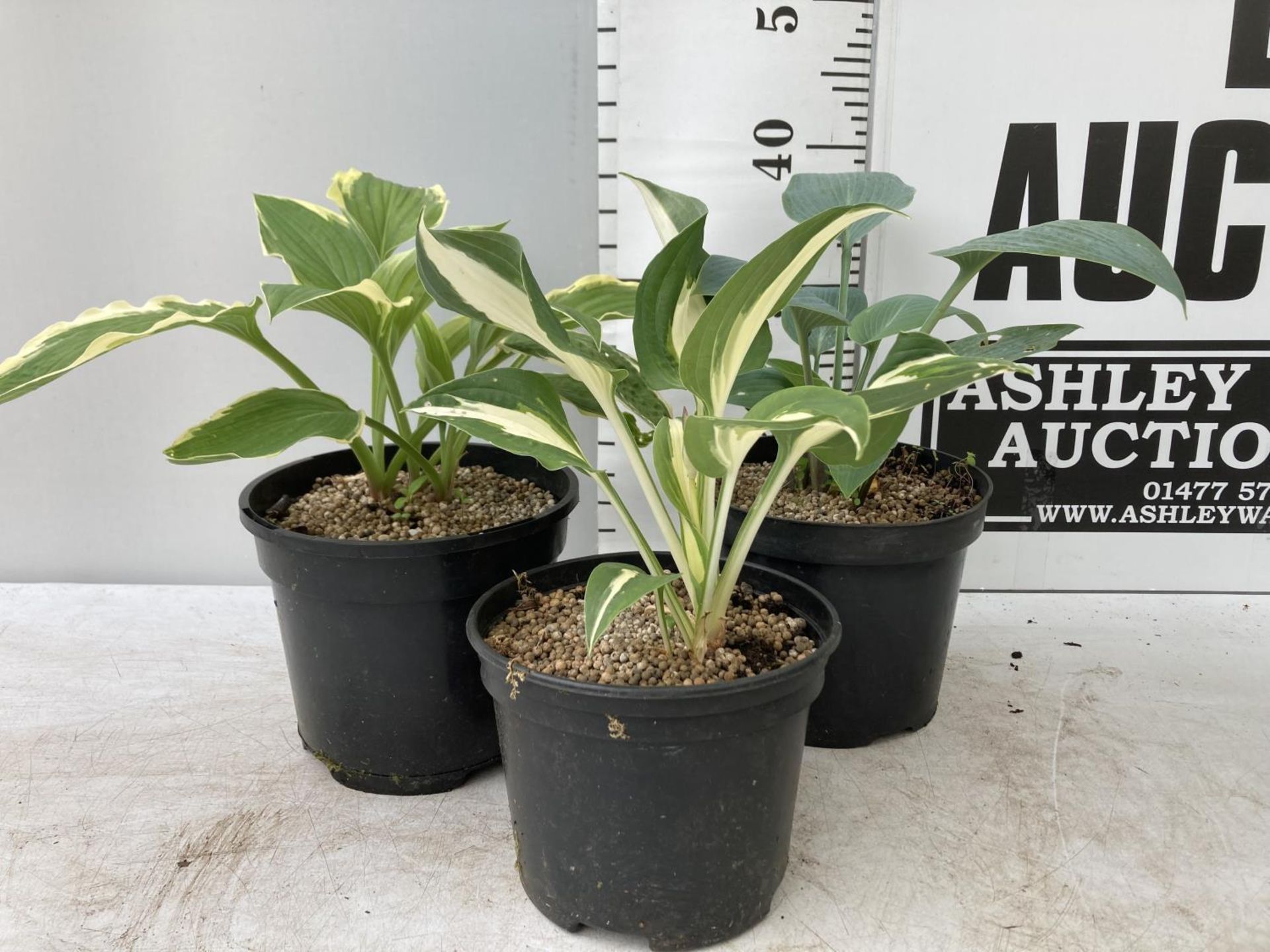 THREE VARIETIES OF HOSTA IN 2 LTR POTS APPROX 40CM IN HEIGHT PLUS VAT TO BE SOLD FOR THE THREE - Image 2 of 6