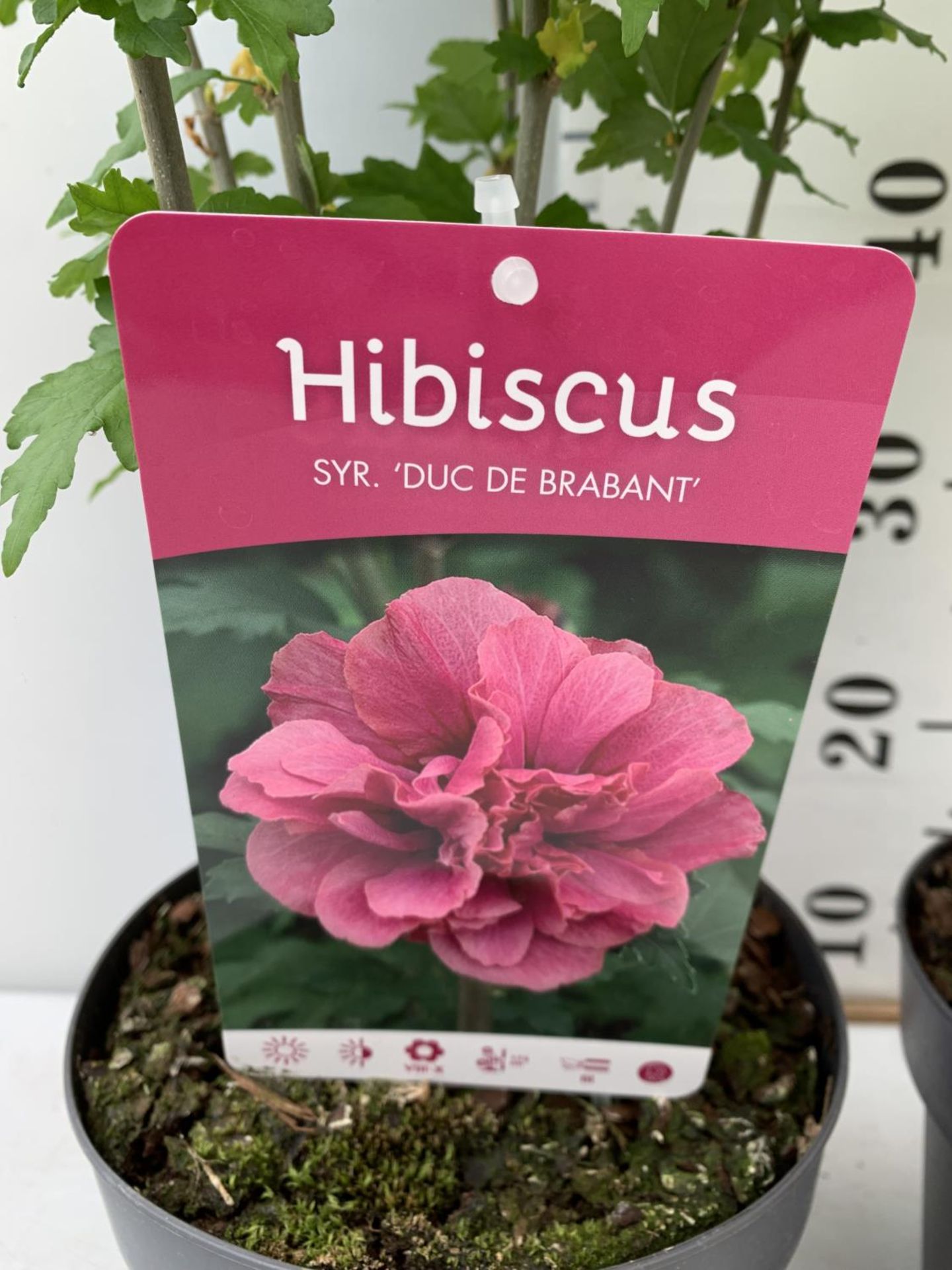 TWO HIBISCUS SYRIACUS PINK 'DUC DE BRABANT' AND 'ARDENS' LIGHT PURPLE APPROX 80CM IN HEIGHT IN 3 LTR - Image 9 of 10