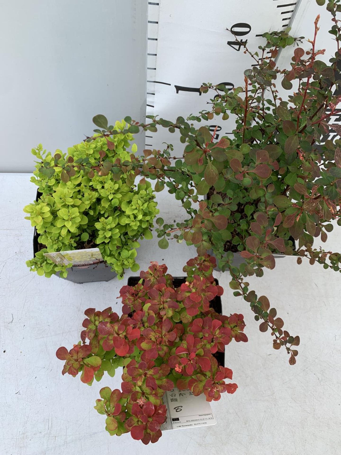 THREE ASSORTED BERBERIS THUNBERGII 'HARLEQUIN, TINY GOLD AND RUBY STAR' IN 2 LTR POTS PLUS VAT - Image 3 of 12